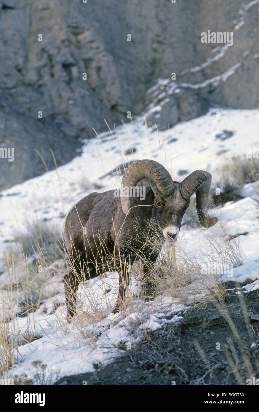 A Rocky Mountain bighorn sheep ram or male feeding on a snow covered slope in Yellowstone National Park, Wyoming Stock Photo