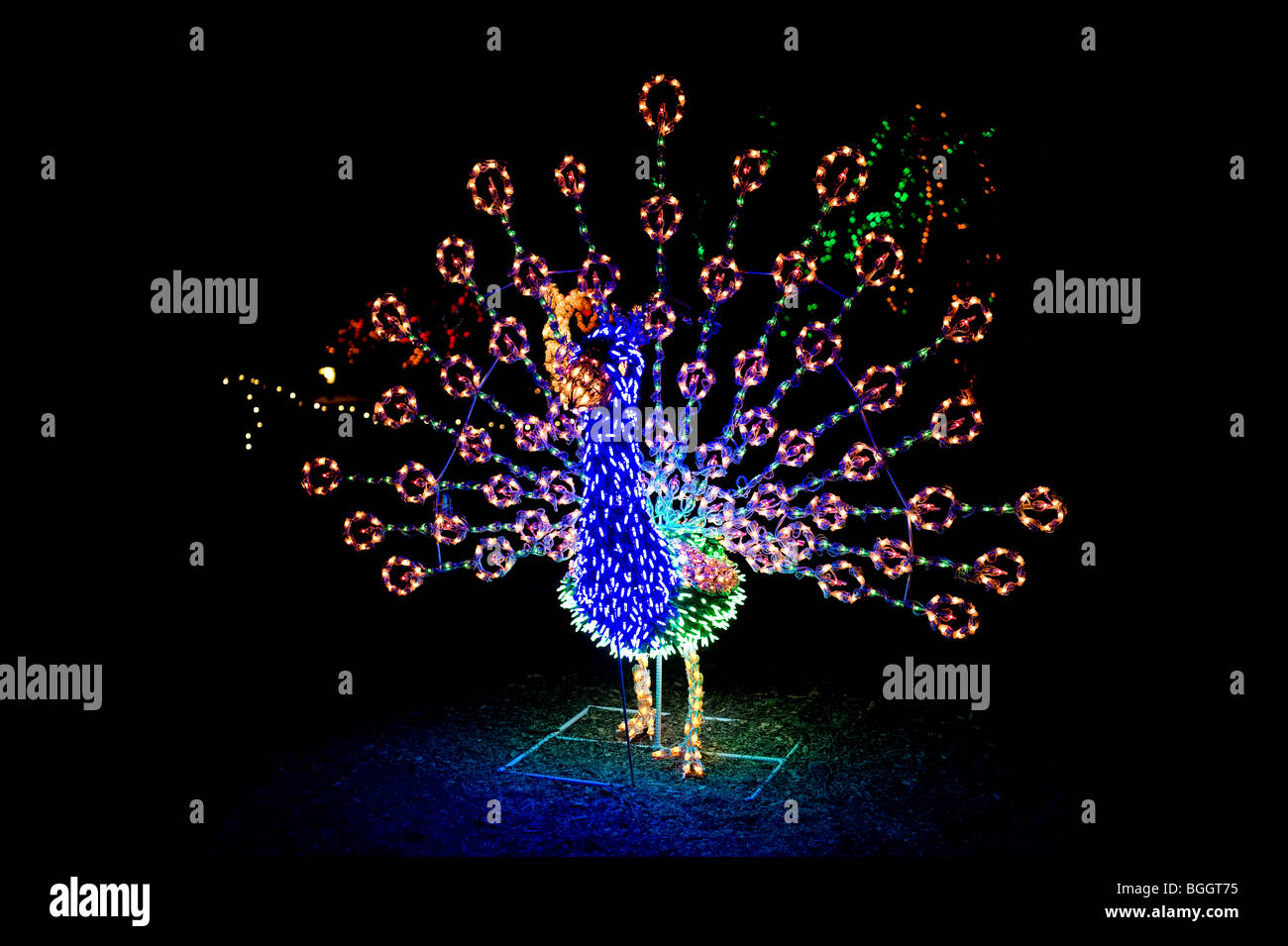 A lighted Christmas peacock shows its vibrant colors and beautiful details throughout the string of lighted bulbs.. Stock Photo