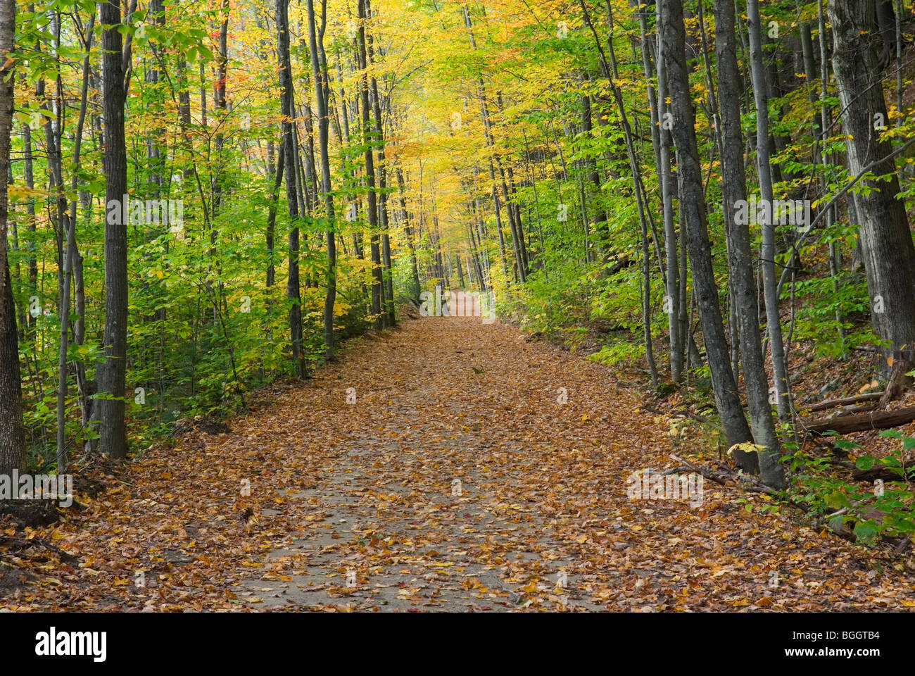 Trail through autumn forest in Jamaica State Park Vermont USA Stock
