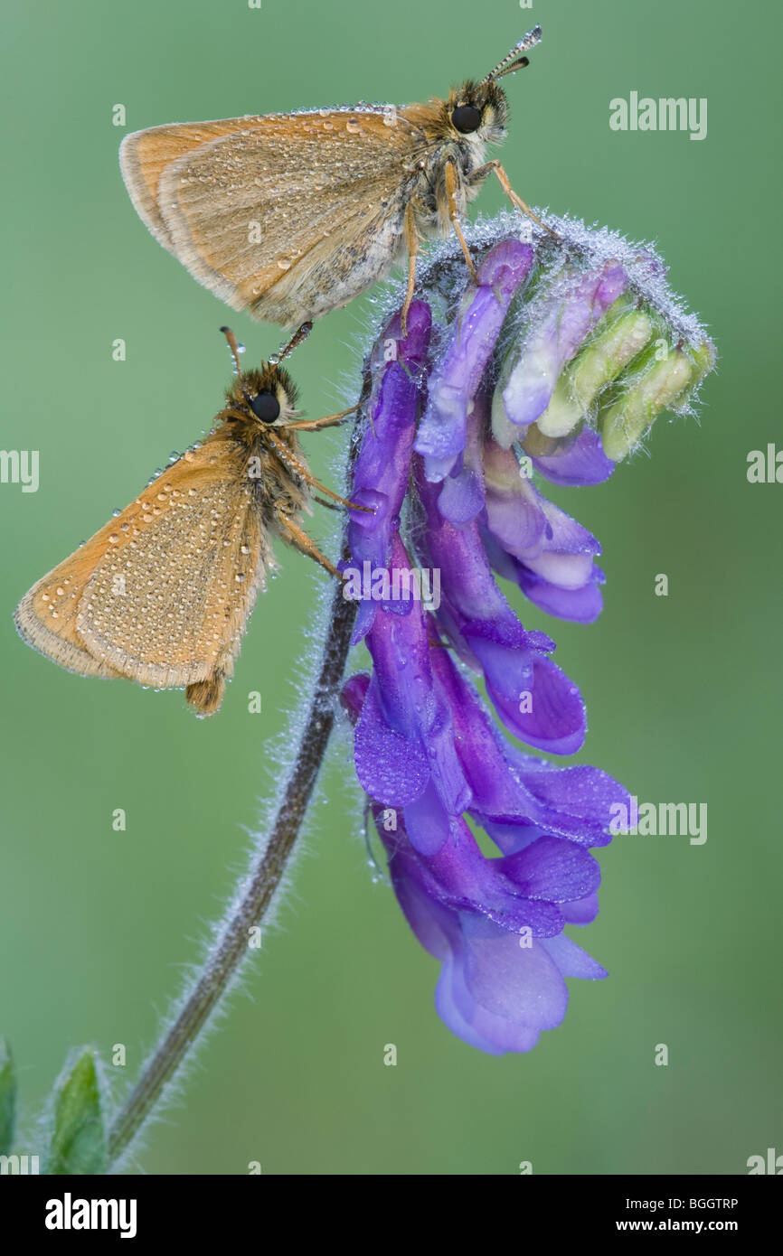 Two Dewy Skippers resting on Vetch in Eastern Michigan - USA Stock Photo