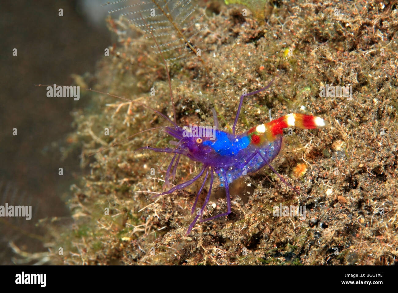 Female Blue Boxer Shrimp, or Blue Banded Coral Shrimp, Stenopus tenuirostris. This shrimp is carrying eggs Stock Photo