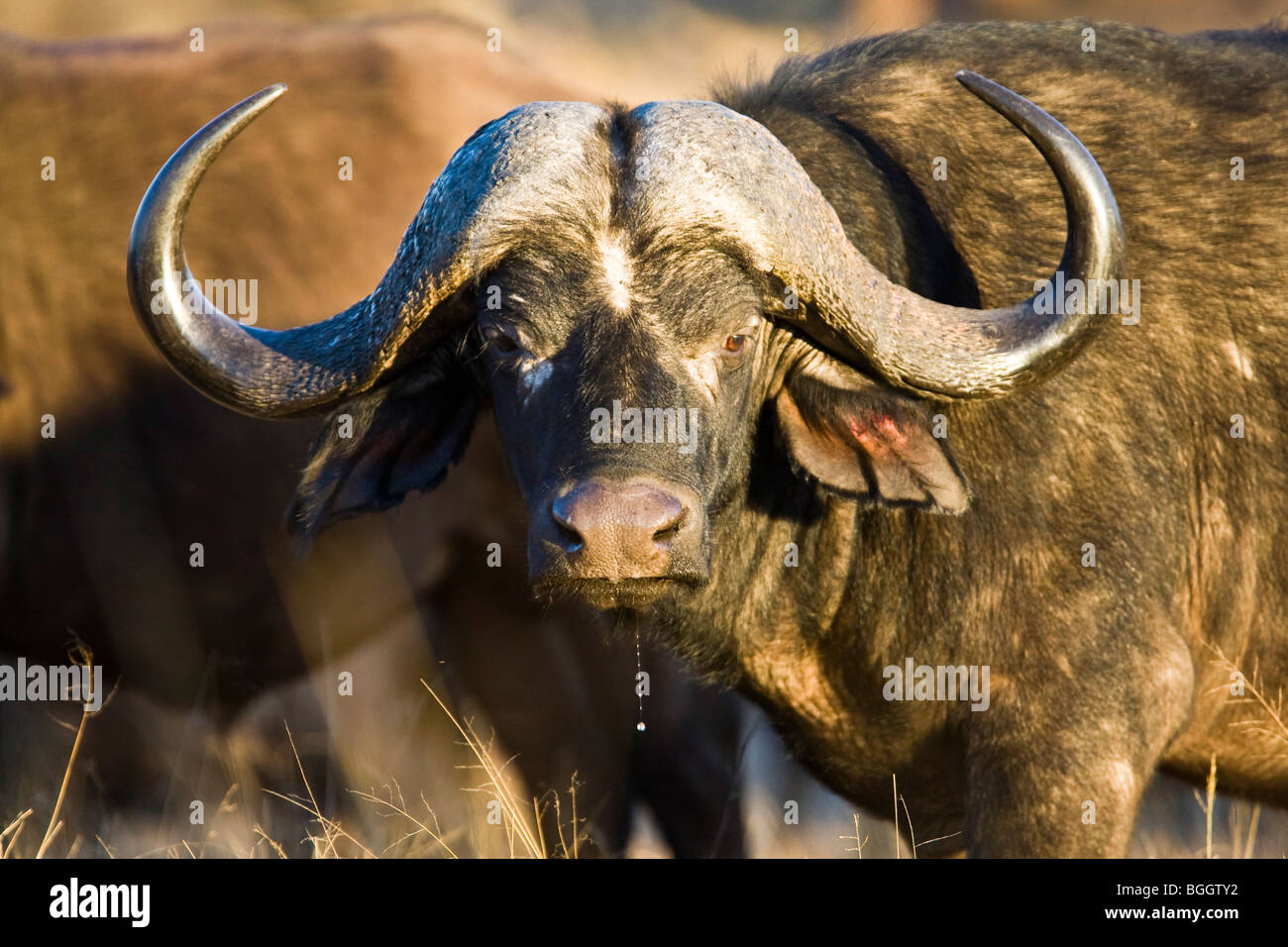Buffalo drooling Stock Photo