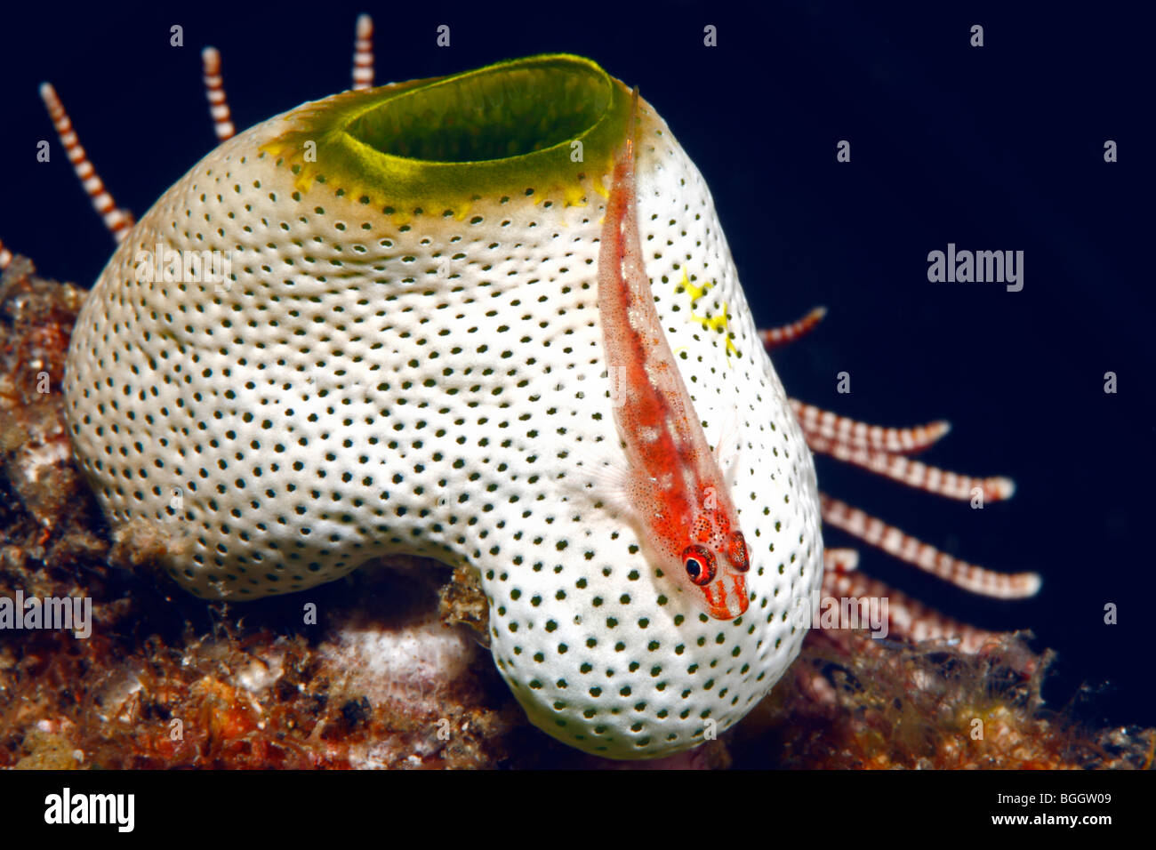 Many Host Goby, or Common Ghost Goby, Pleurosicya mossambica, on an Ascidian, Atriolum robustum. Stock Photo