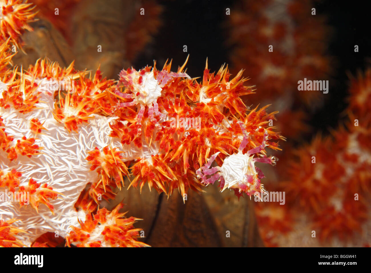 Two Soft Coral Crabs, also called Candy Crabs or decorator Crabs, Hoplophrys oatesii, camouflaged on soft coral, Dendronephthya Stock Photo
