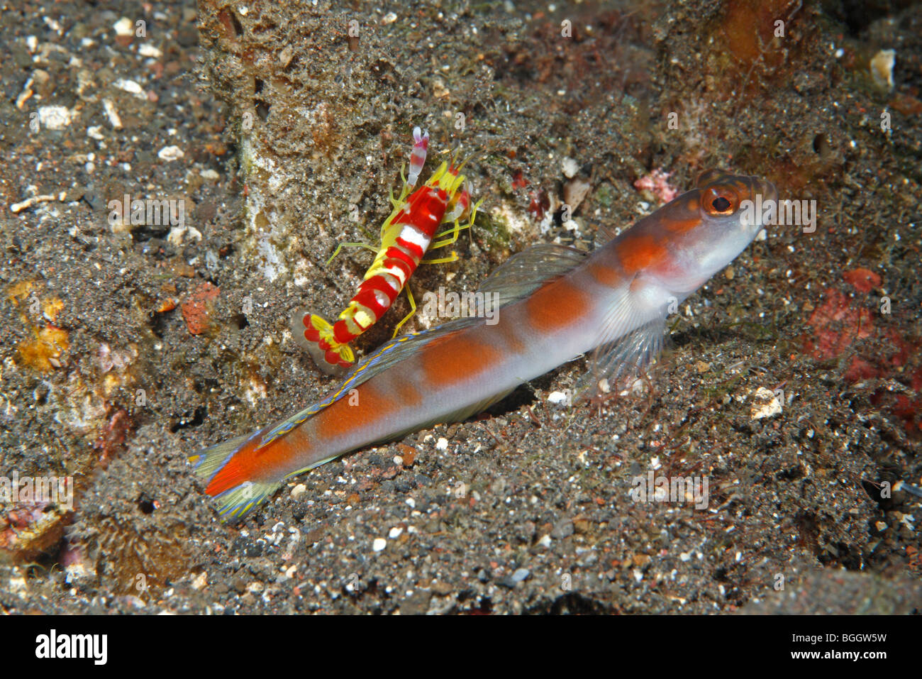 Flag-tail shrimpgoby, Amblyeleotris yanoi, and Randall's Shrimp, Alpheus randalli. Stock Photo