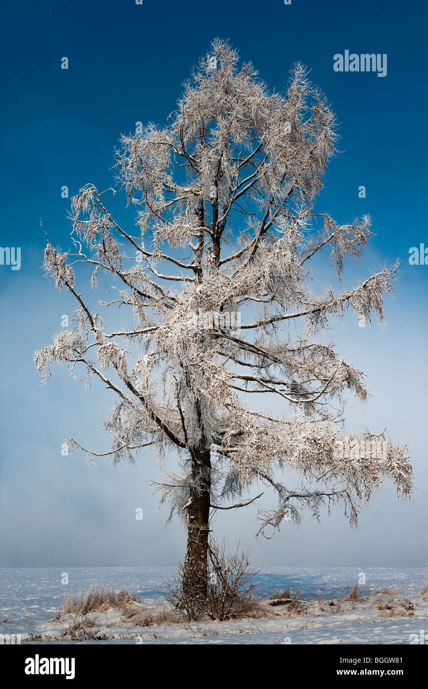 Evergreen tree snow hi-res stock photography and images - Alamy