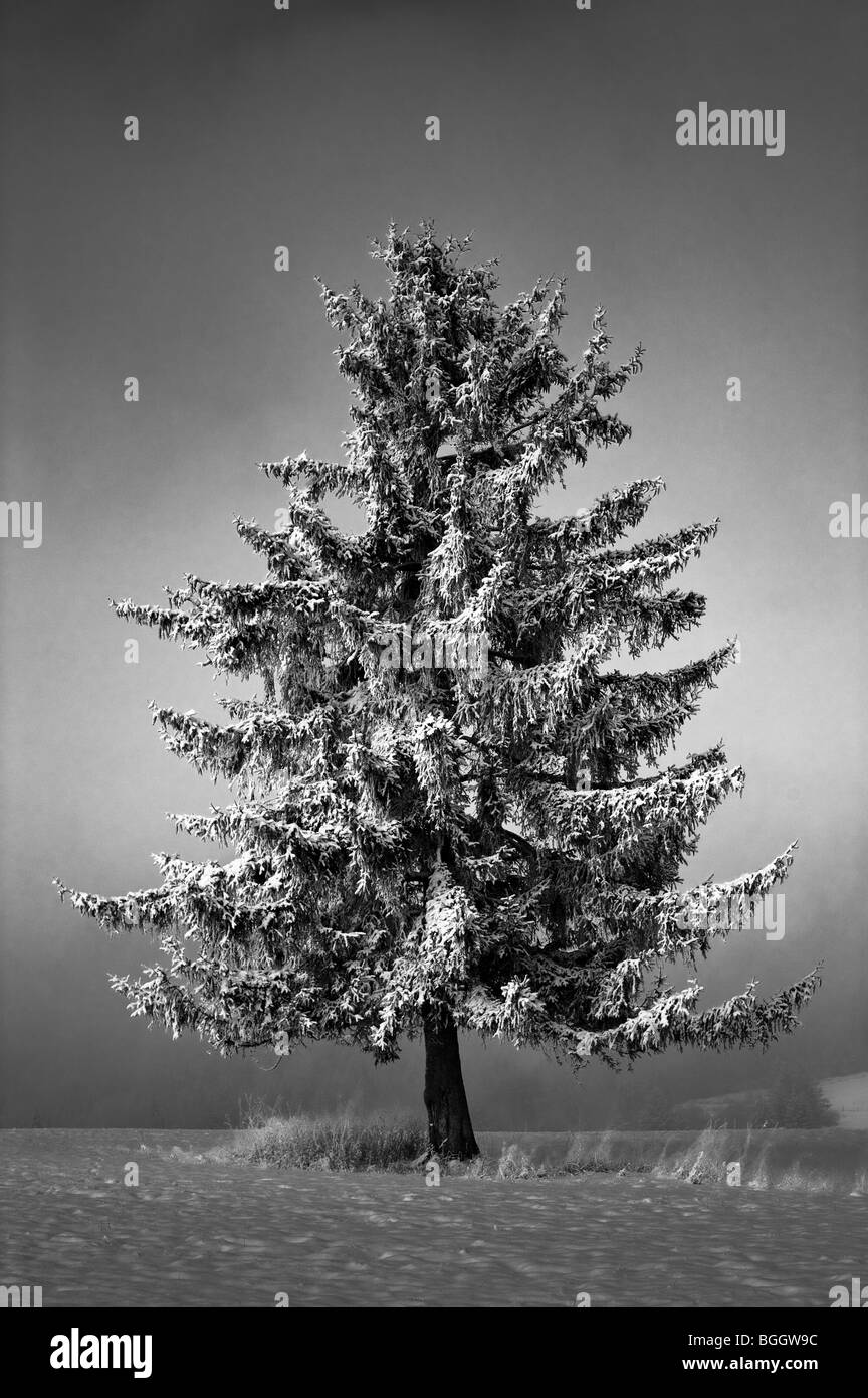 Evergreen tree snow Black and White Stock Photos & Images - Alamy
