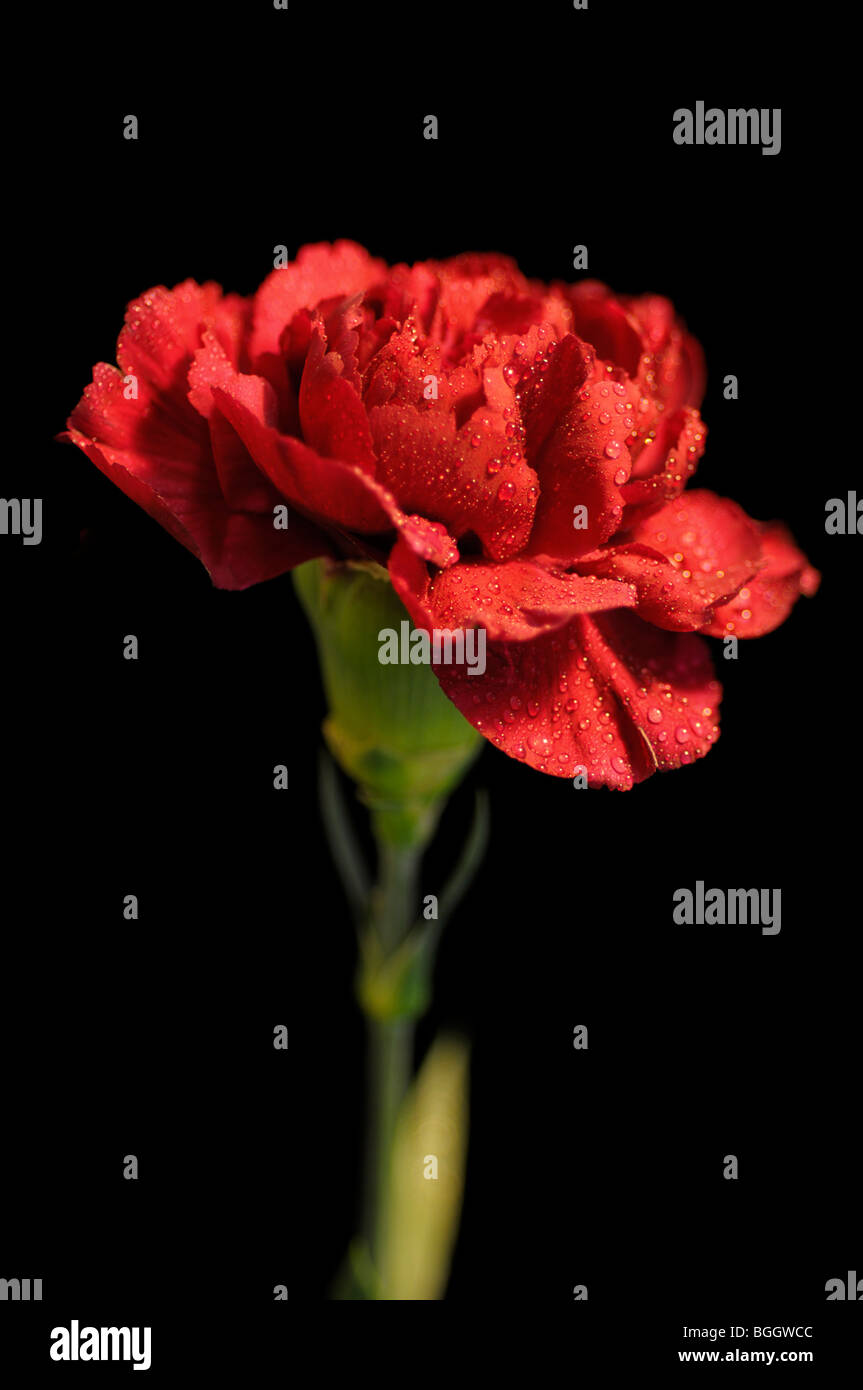 Red Carnation Stock Photo