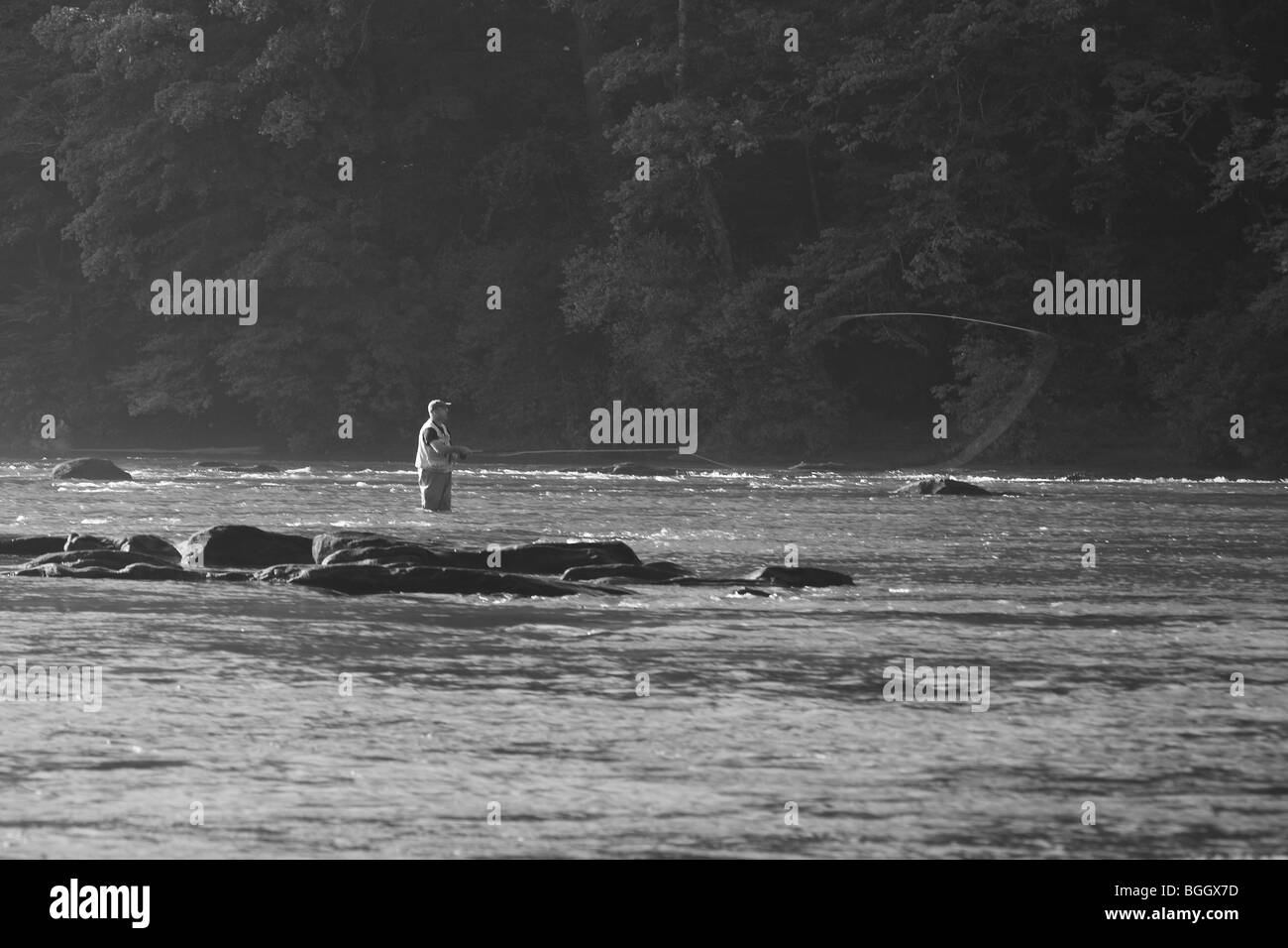 TROUT FISHERMAN IN RIVER CASTING FLY YELLOW LINE VISIBLE AGAINST TREES CHATTAHOOCHEE RIVER GEORGIA Stock Photo