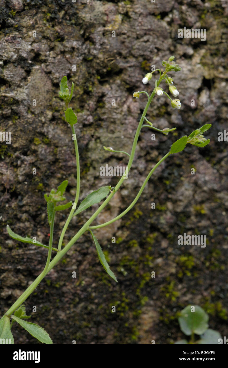 Thale Cress, arabidopsis thaliana Stock Photo