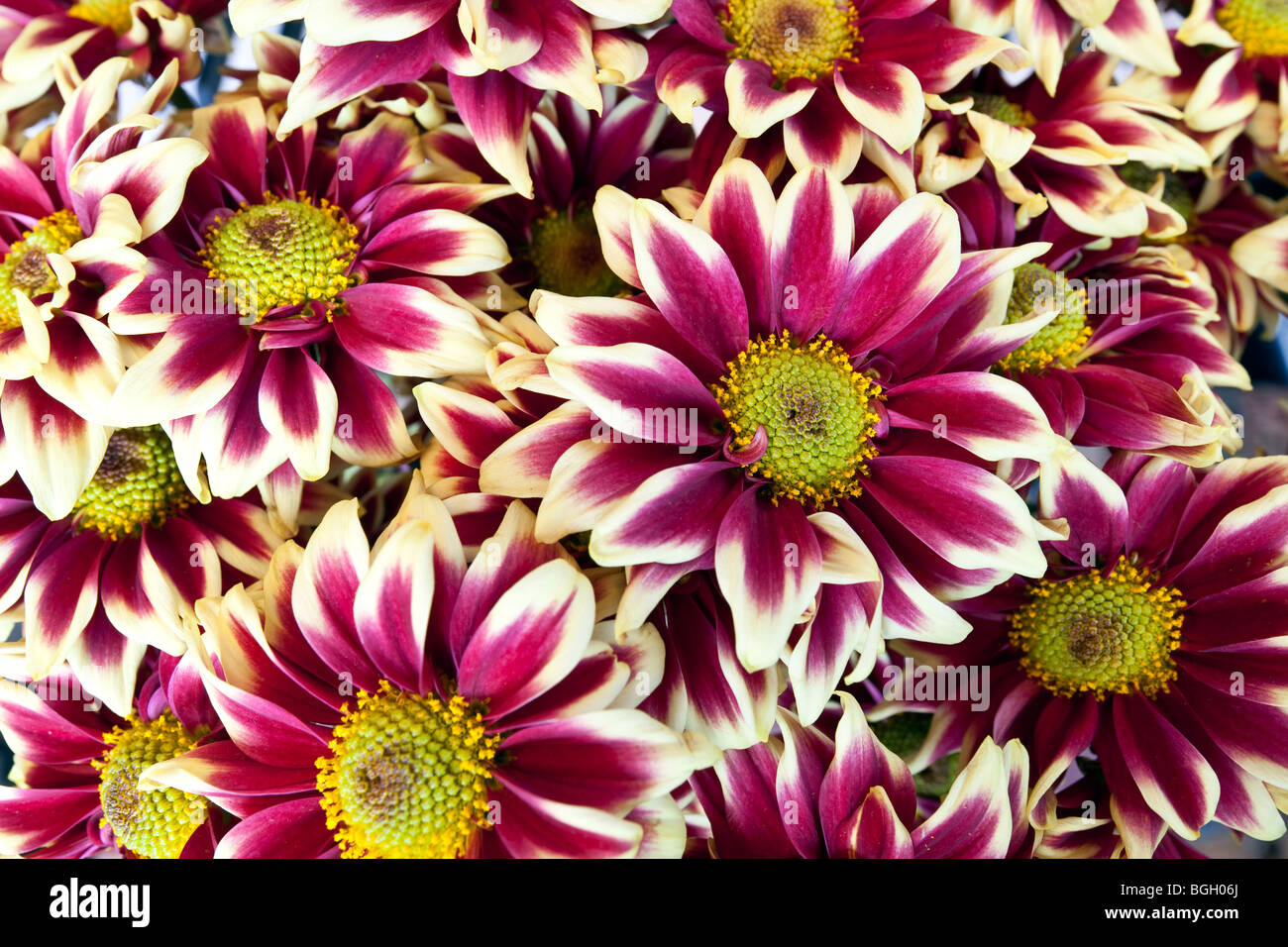 Red and white daisy shot in close up with wide angle lens in studio Stock Photo