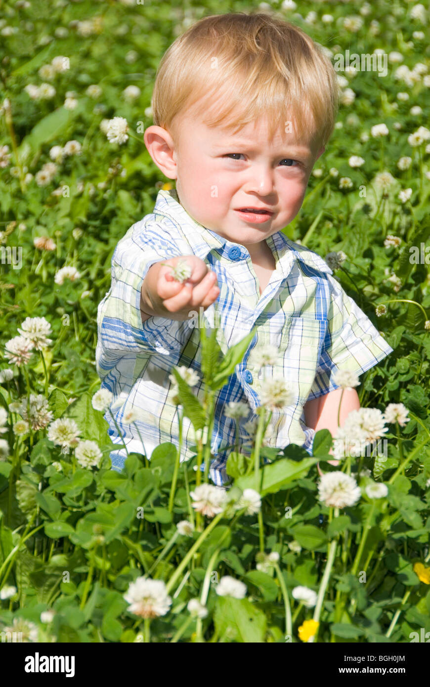 Little Boy Aged 14 Months Sitting Amongst White Clover Flowers on Summer Day Stock Photo