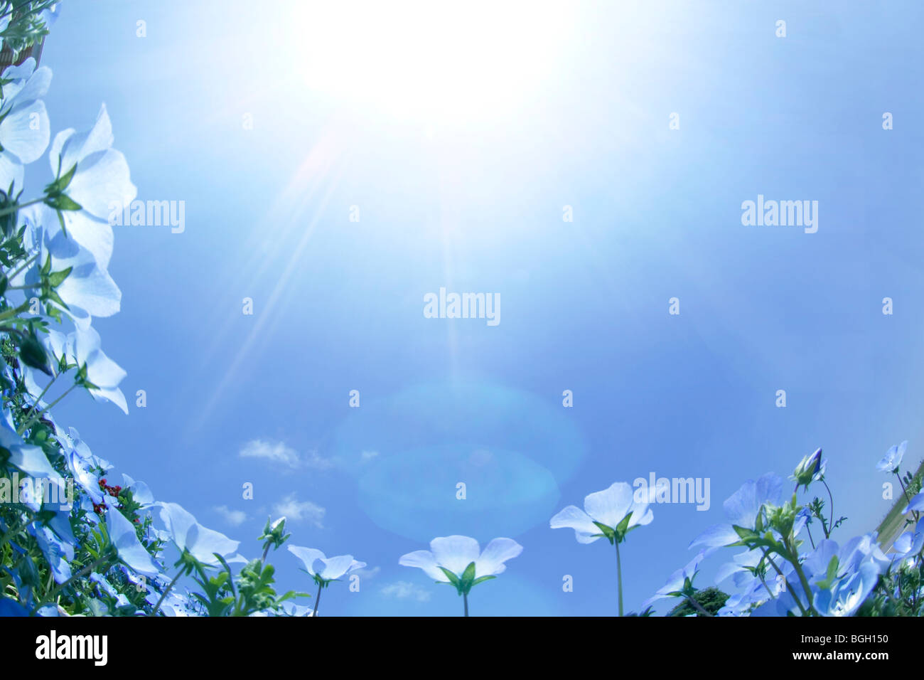 Group of wildflowers hi-res stock photography and images - Alamy
