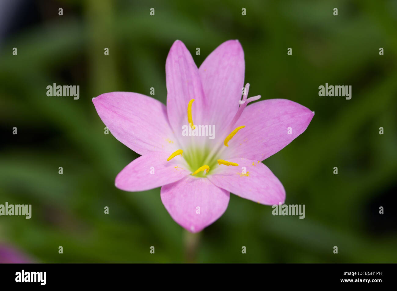 Fairy lily Stock Photo