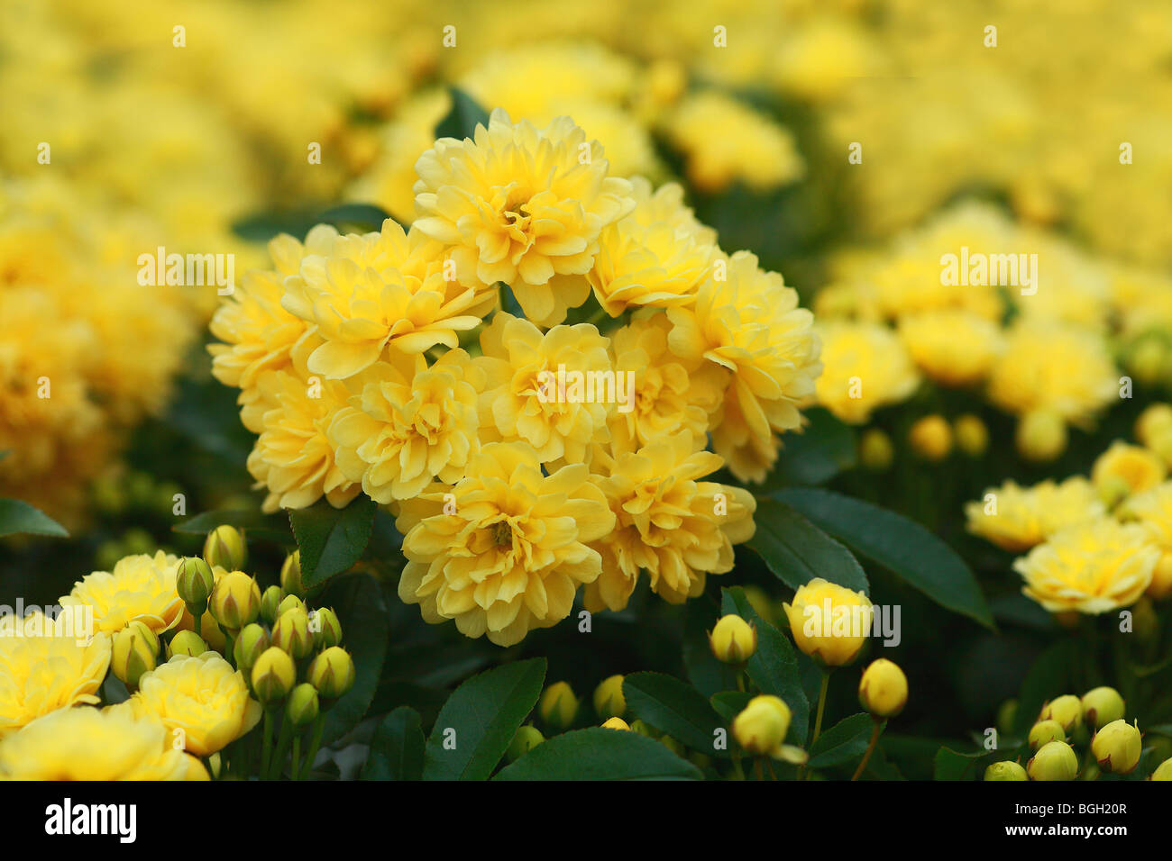 Lady Banks' Rose Stock Photo Alamy