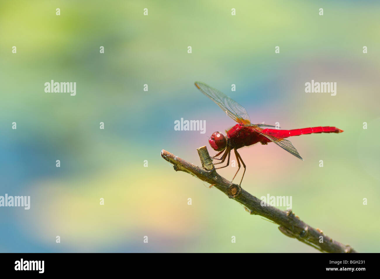 Scarlet Skimmer dragonfly or Crimson Darter (Crocothemis servilia). Stock Photo