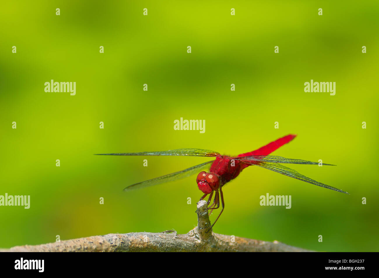 Scarlet Skimmer dragonfly or Crimson Darter (Crocothemis servilia). Stock Photo