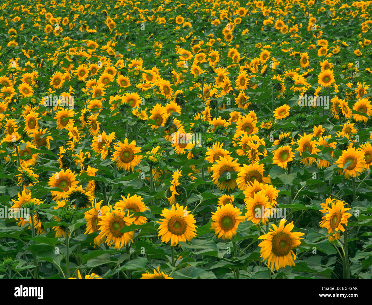 Field of sunflowers Stock Photo - Alamy