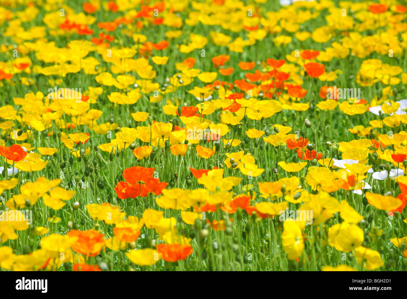 Poppies in field hi-res stock photography and images - Alamy