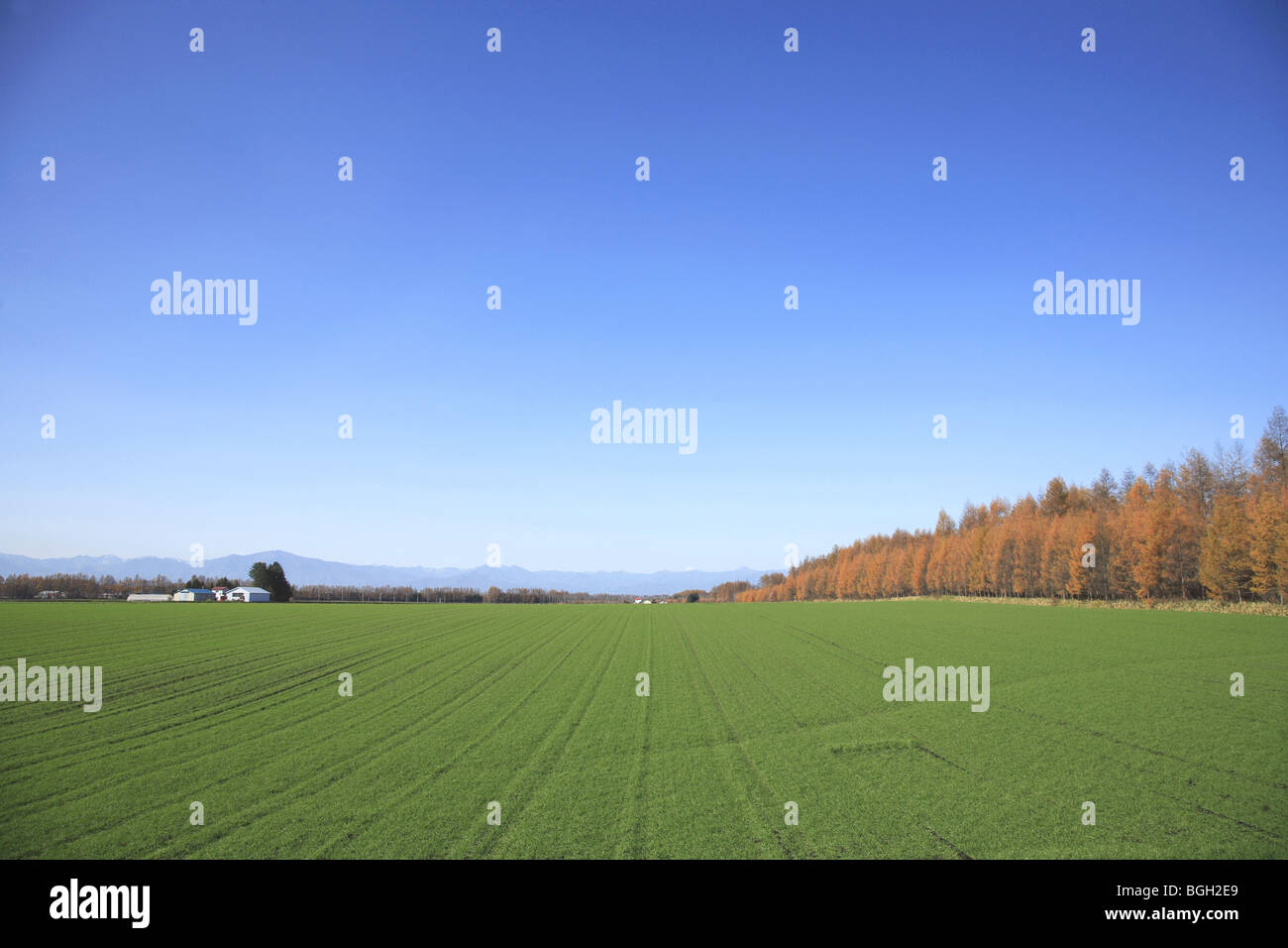Wheat field Tokachi Hokkaido Japan Stock Photo Alamy
