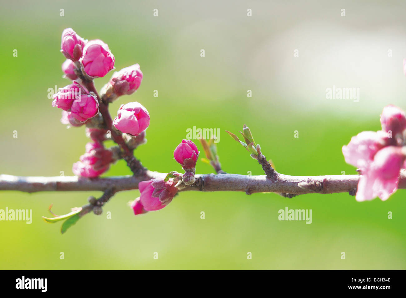 Peach blossom buds Stock Photo Alamy
