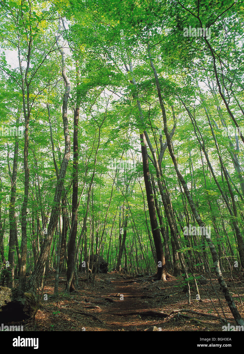 In green forest hi-res stock photography and images - Alamy