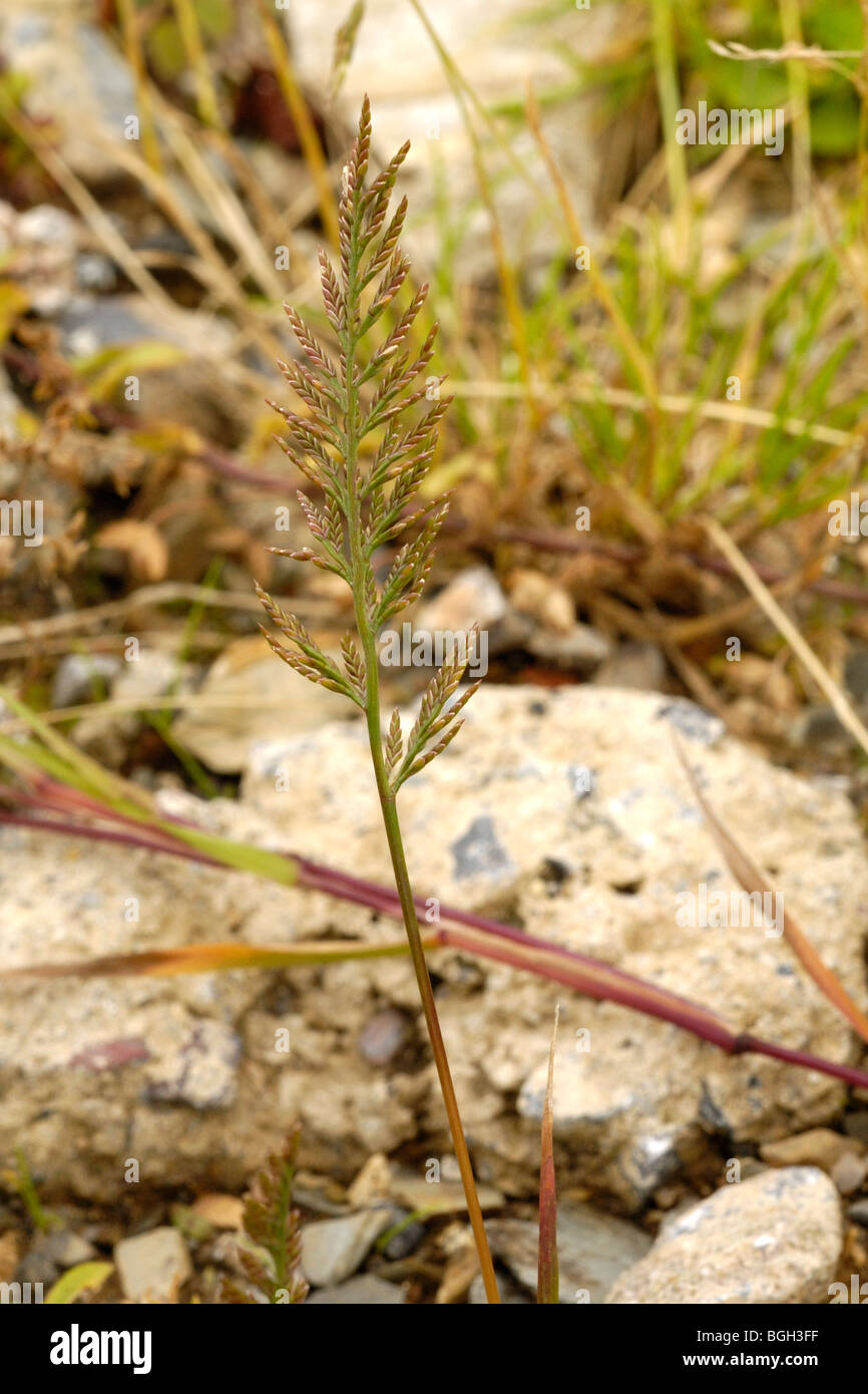 Fern-grass, catapodium rigidum Stock Photo