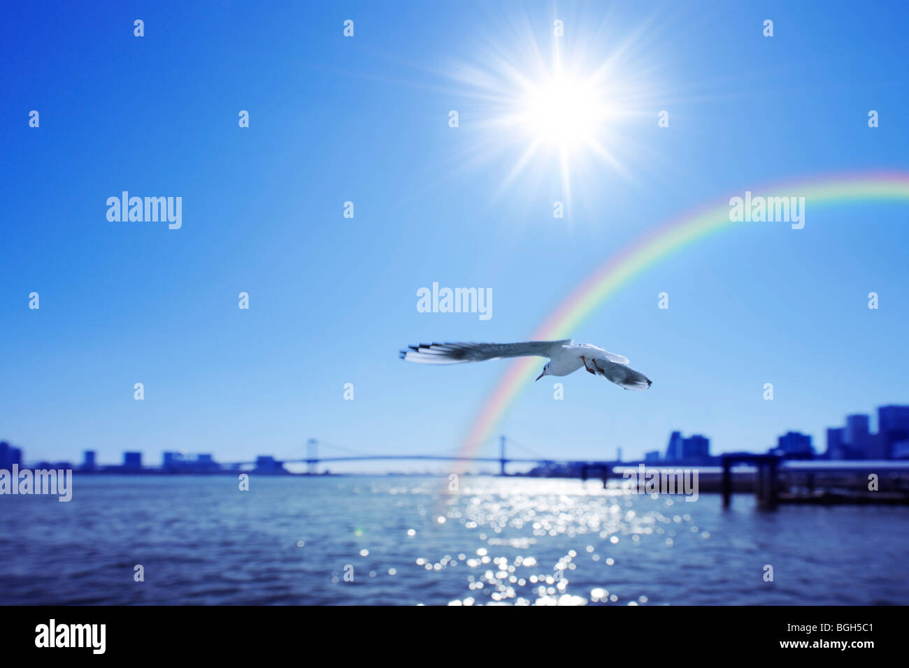 Seagull flying around harbour and a rainbow, Chuo-ku, Tokyo, Japan Stock Photo