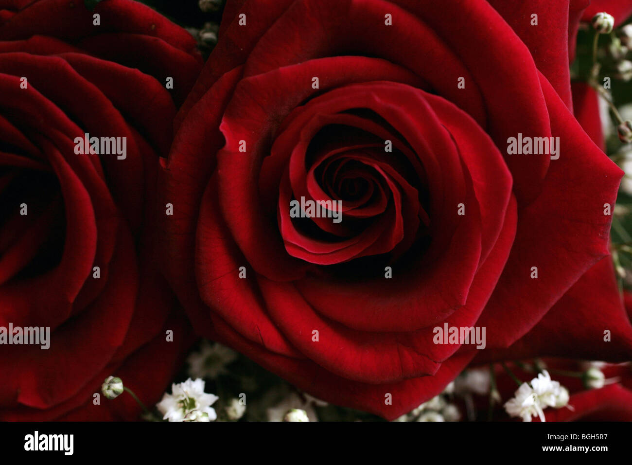 Deep Red Rpse Deep velvety red rose hi-res stock photography and images - Alamy