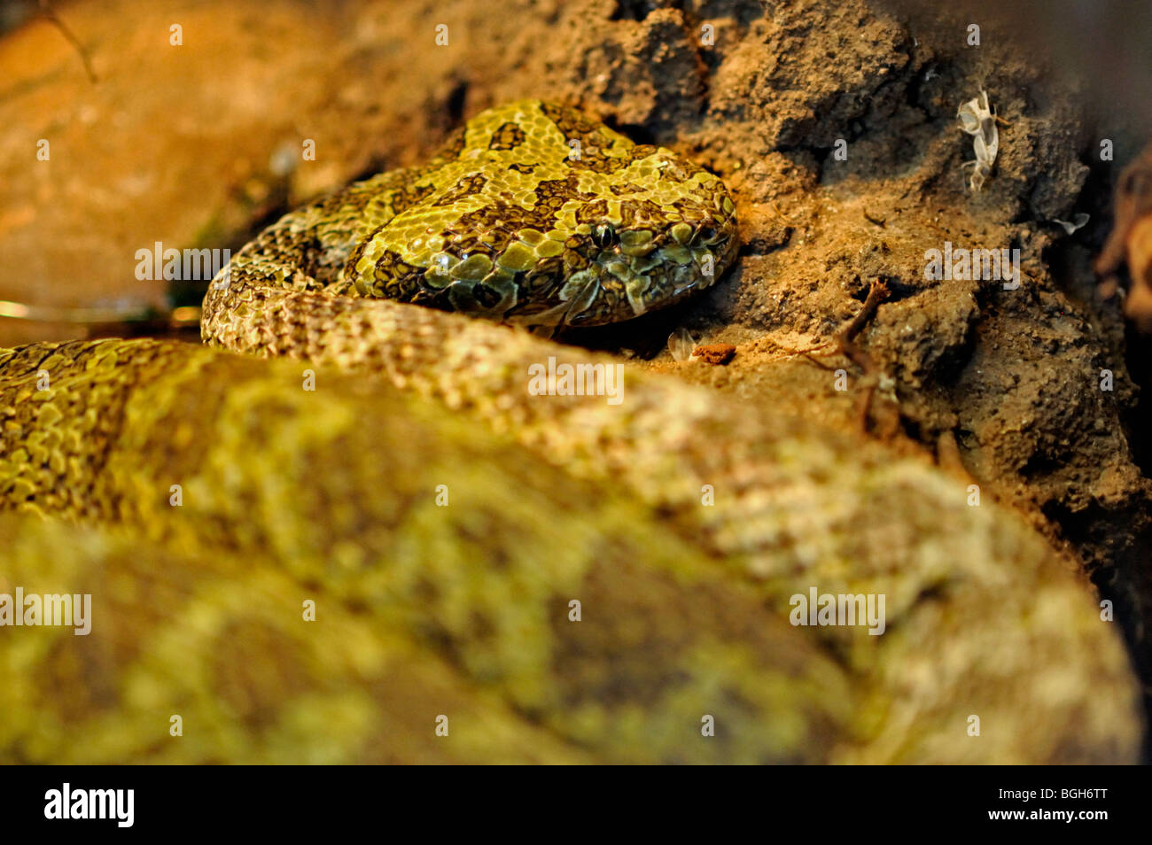 Rattle snake in the San Diego zoo in USA Stock Photo