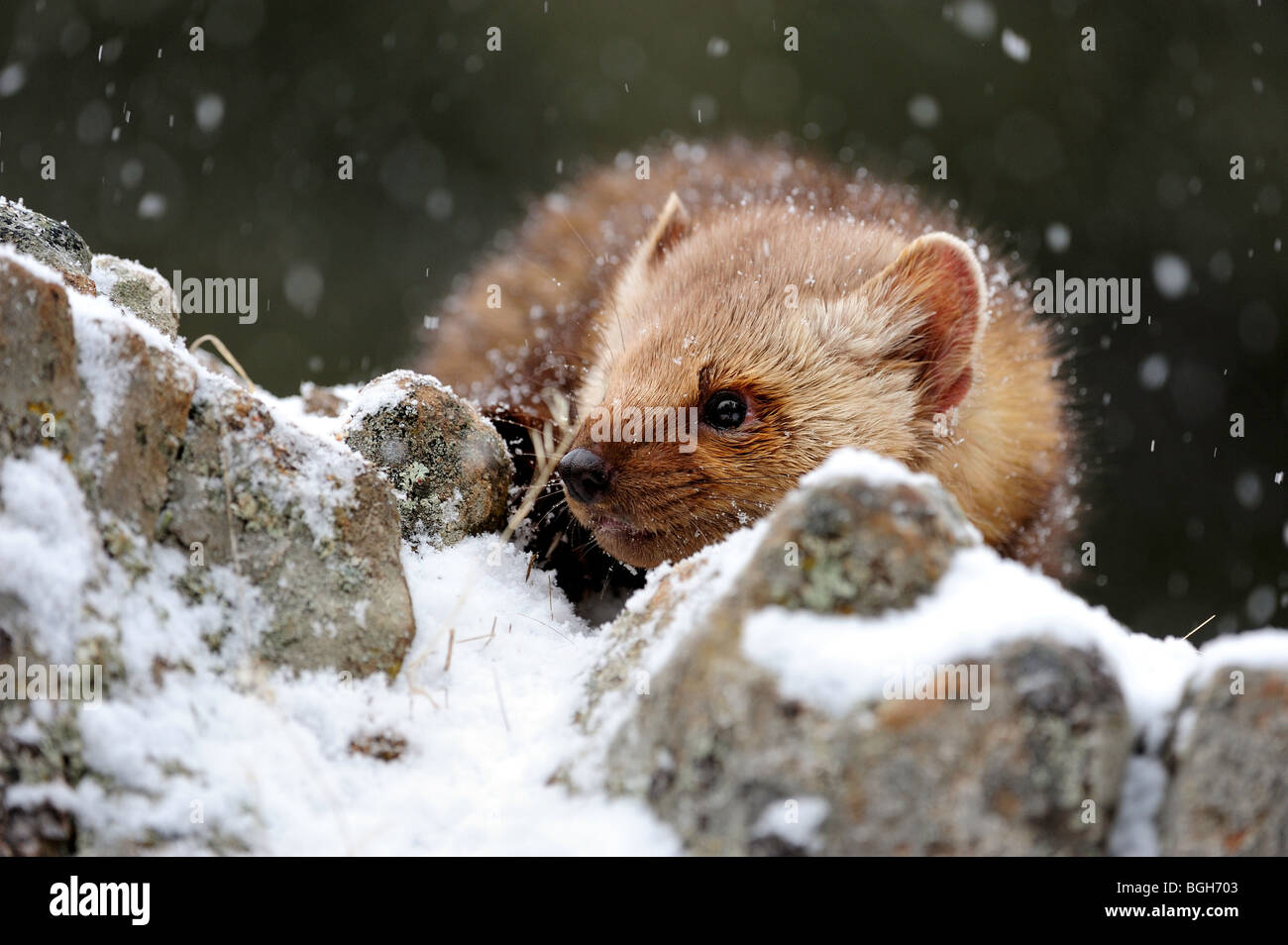 Pine/American Marten (Martes americana)- captive in winter habitat, Bozeman, Montana, USA Stock Photo