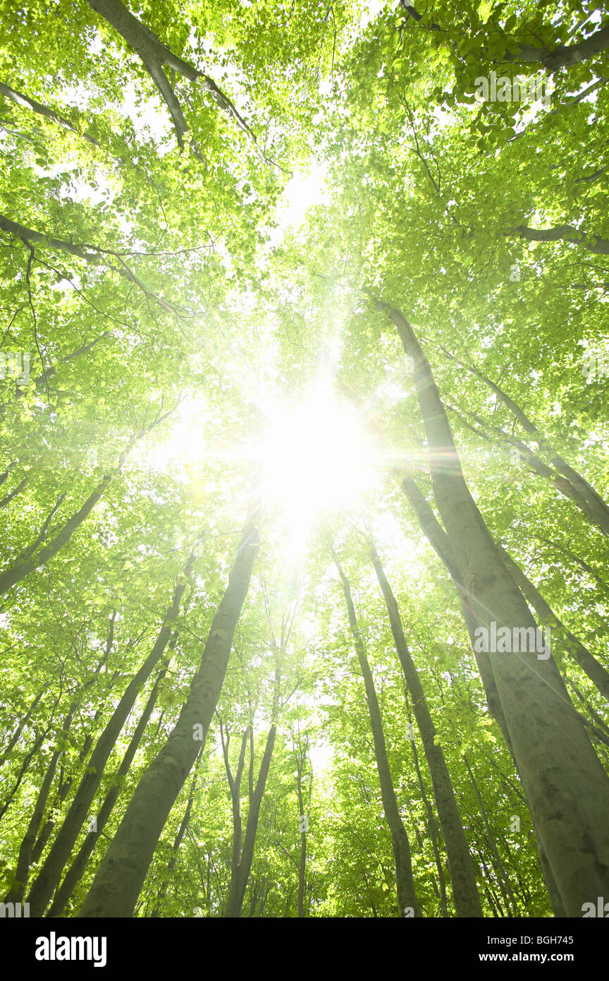 Beech forest Tsuta-numa Aomori Prefecture Japan Stock Photo