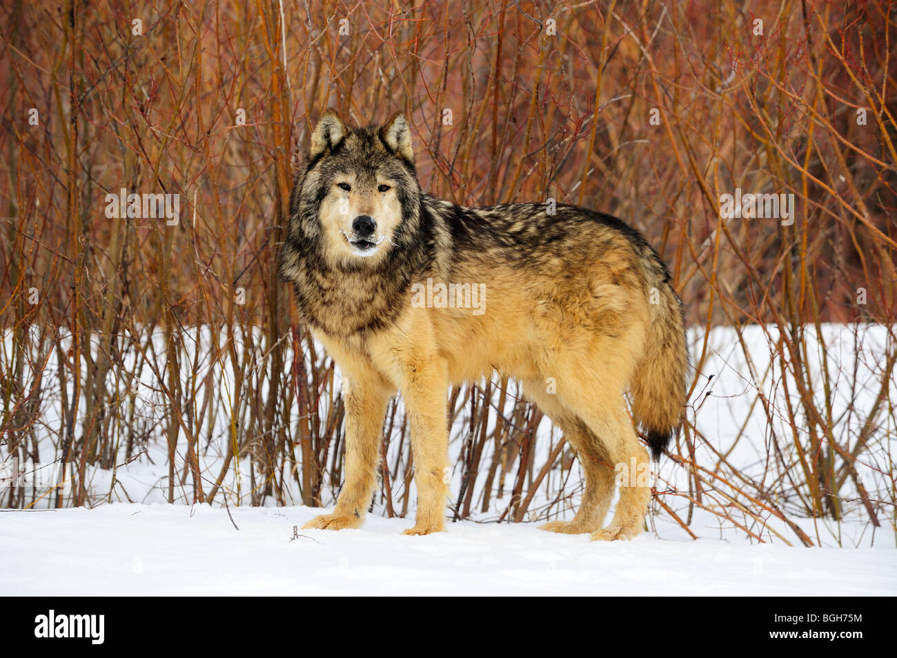 Grey Wolf (Canis lupus)- captive in winter habitat, Bozeman, Montana, USA Stock Photo