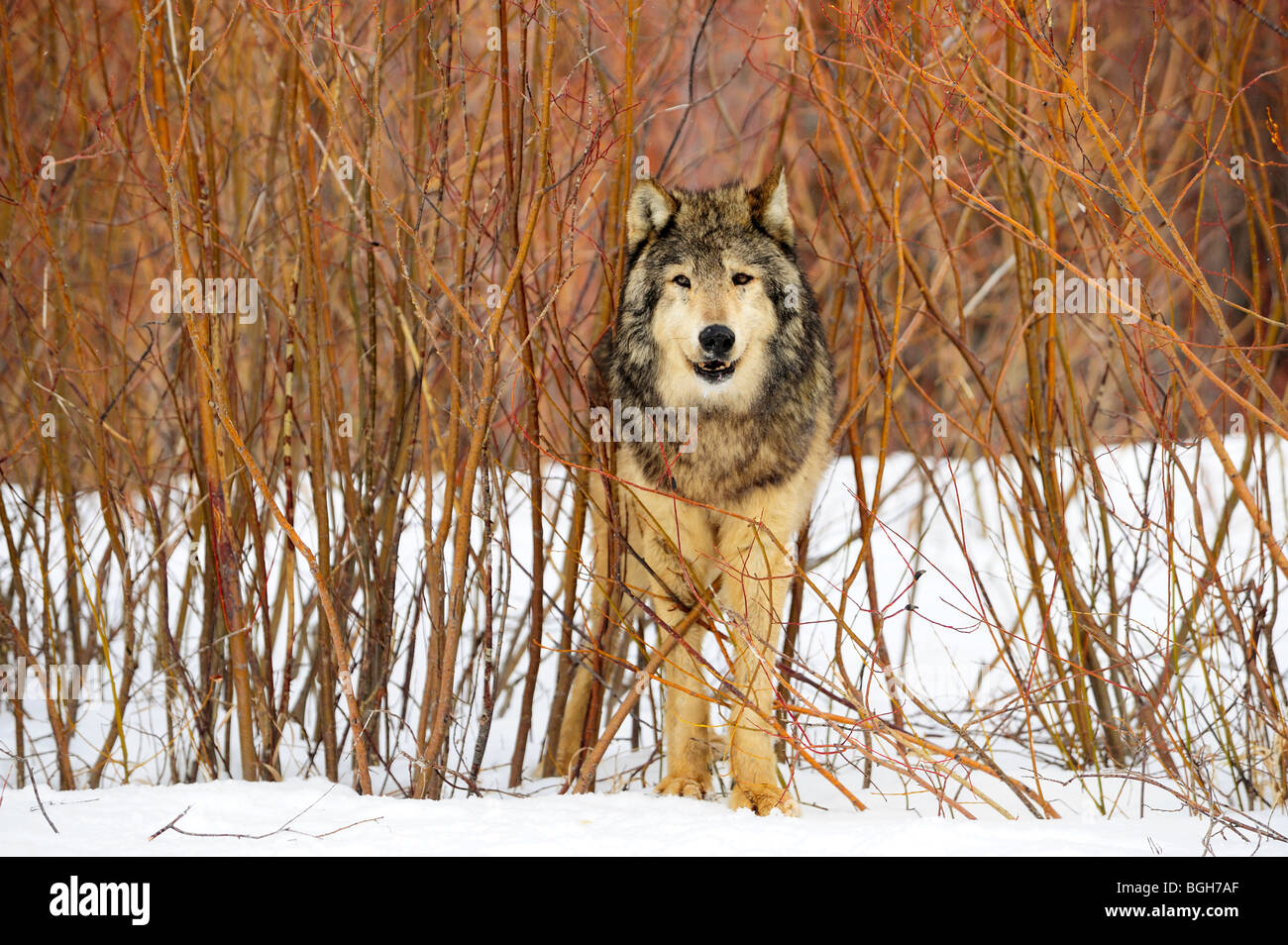 Grey Wolf (Canis lupus) captive in winter habitat, Bozeman, Montana