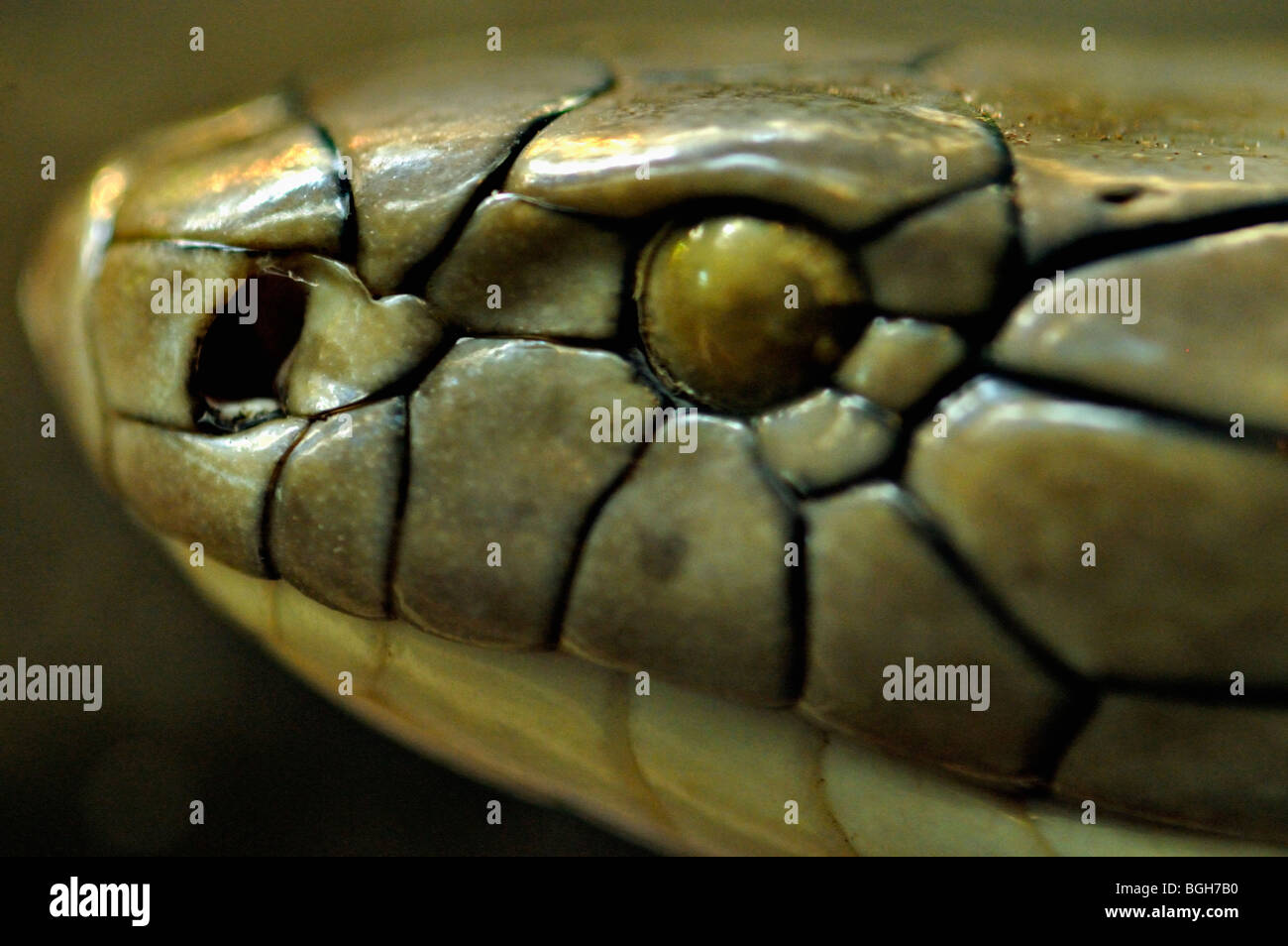 Cobra head hires stock photography and images Alamy