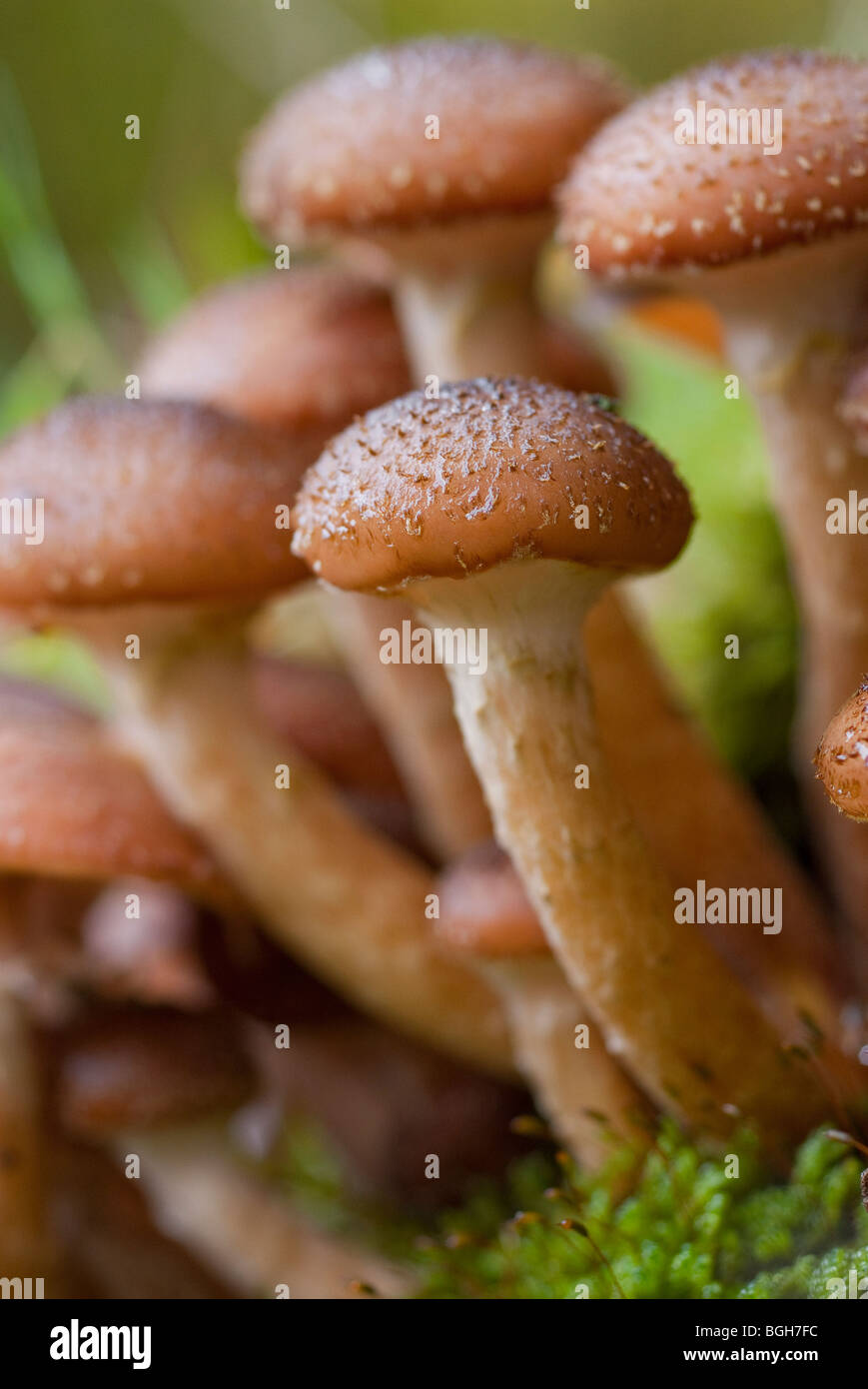 Beautiful macro close up of woodland mushrooms growing in an English woodland in Autumn Stock Photo