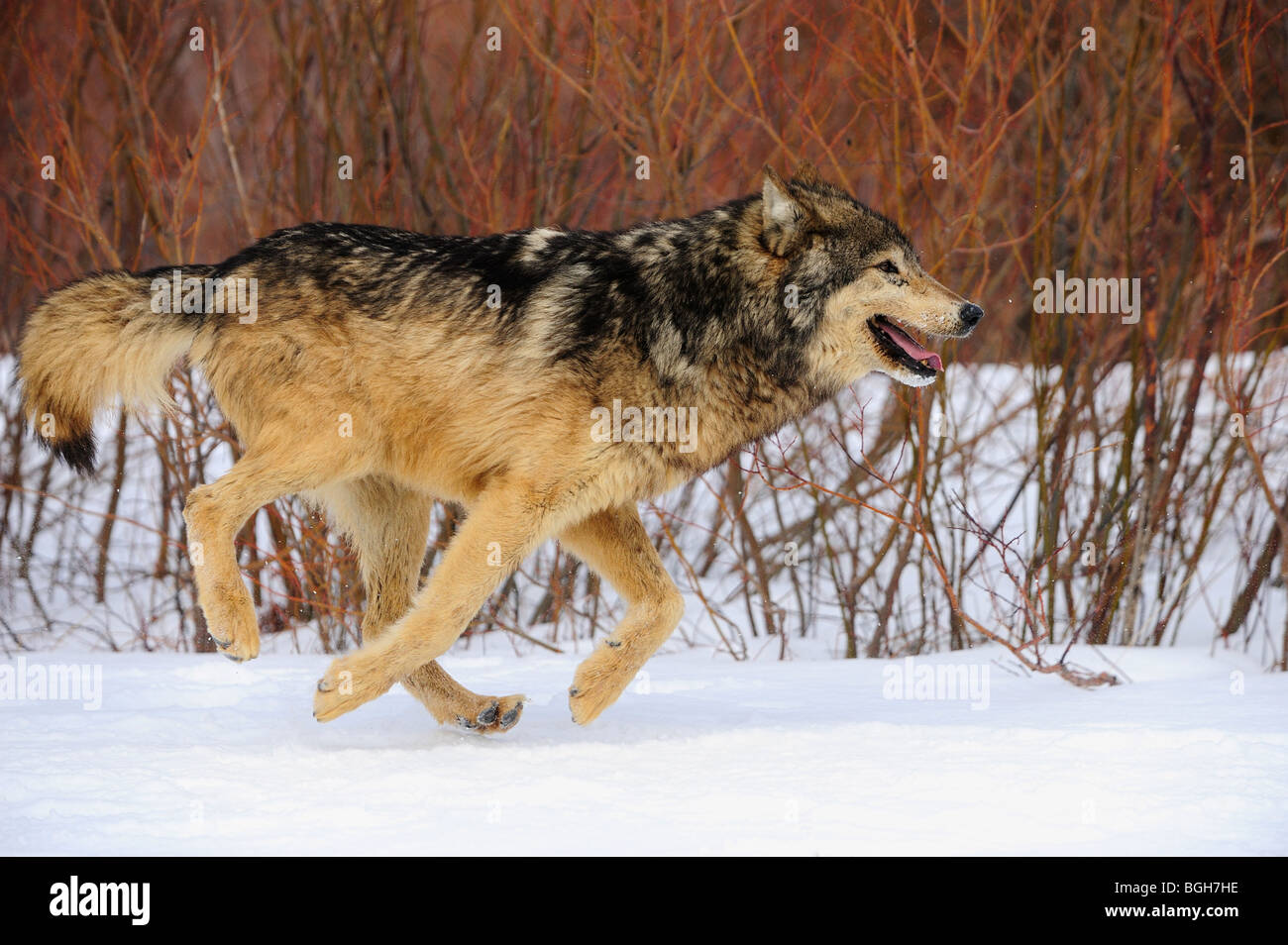 Wolves snow hires stock photography and images Alamy