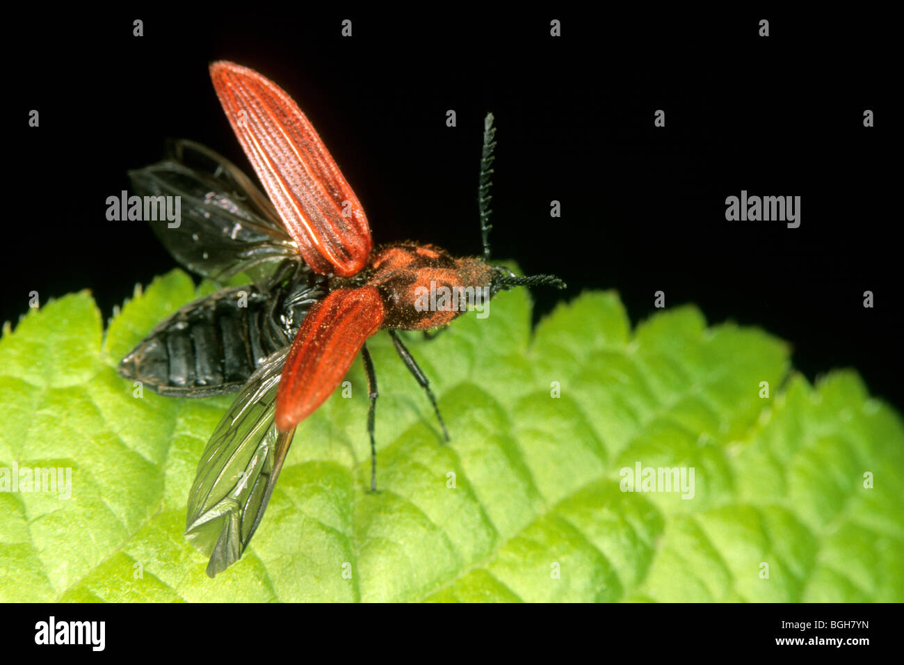 Click Beetle (Anostirus purpureus), ready for take-off. Stock Photo