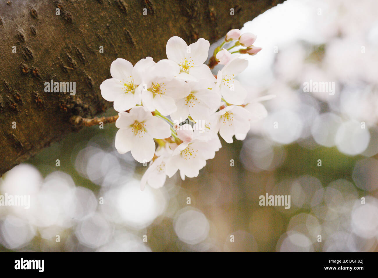 Spring cherry blossoms tree hi-res stock photography and images - Alamy