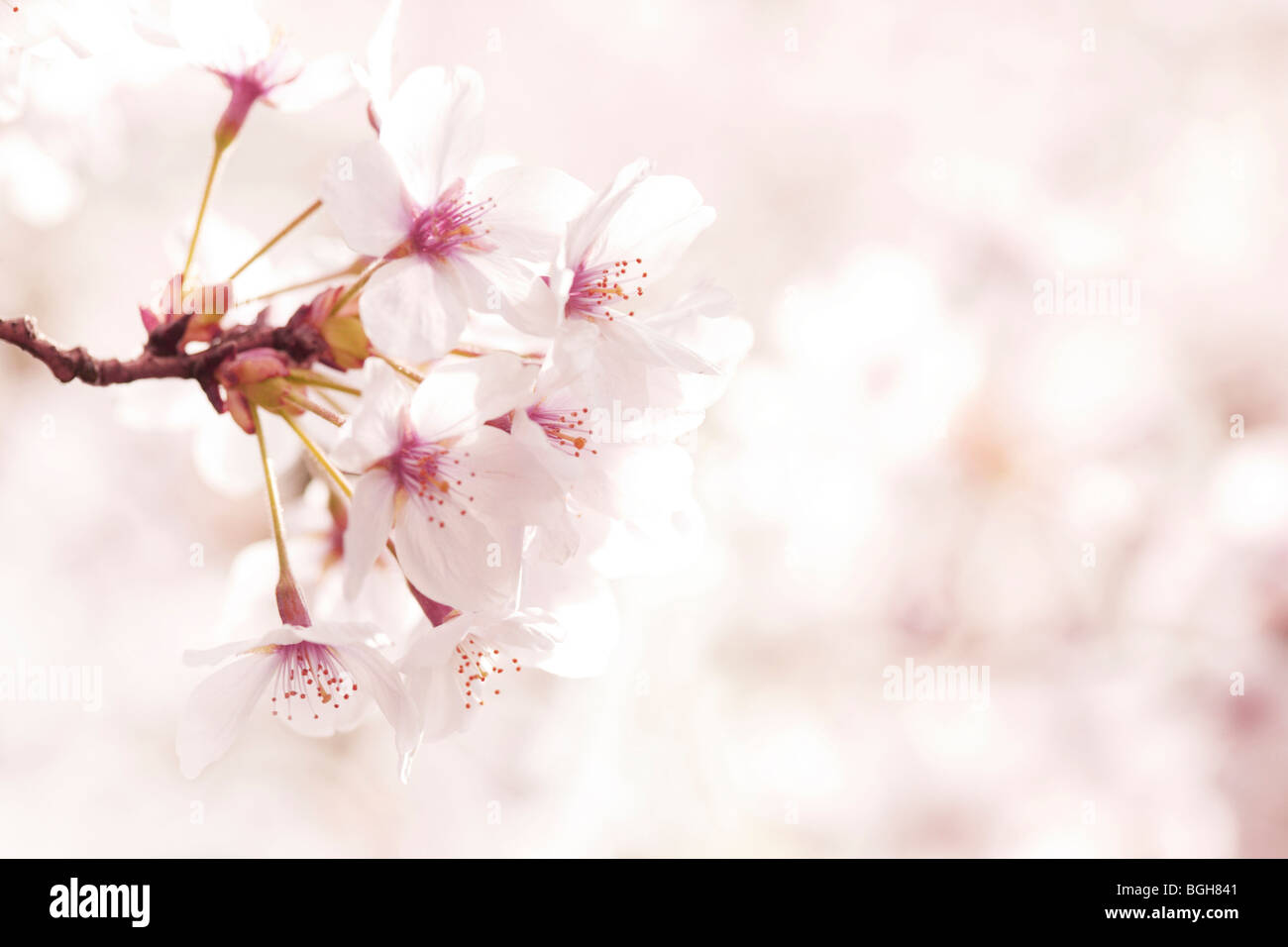 Branch cherry blossoms in full hi-res stock photography and images - Alamy