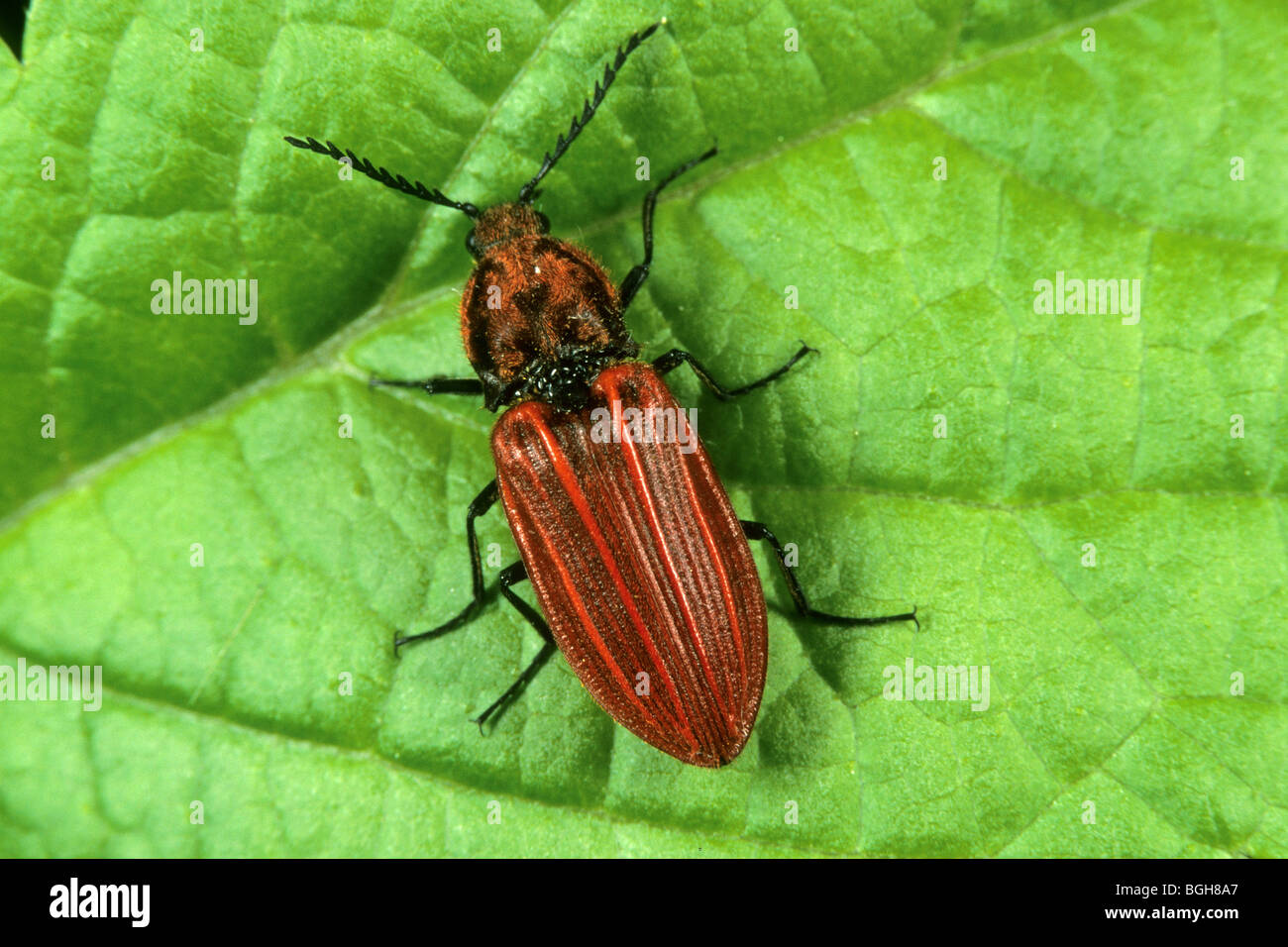 Click Beetle (Anostirus purpureus), female on a leaf. Stock Photo