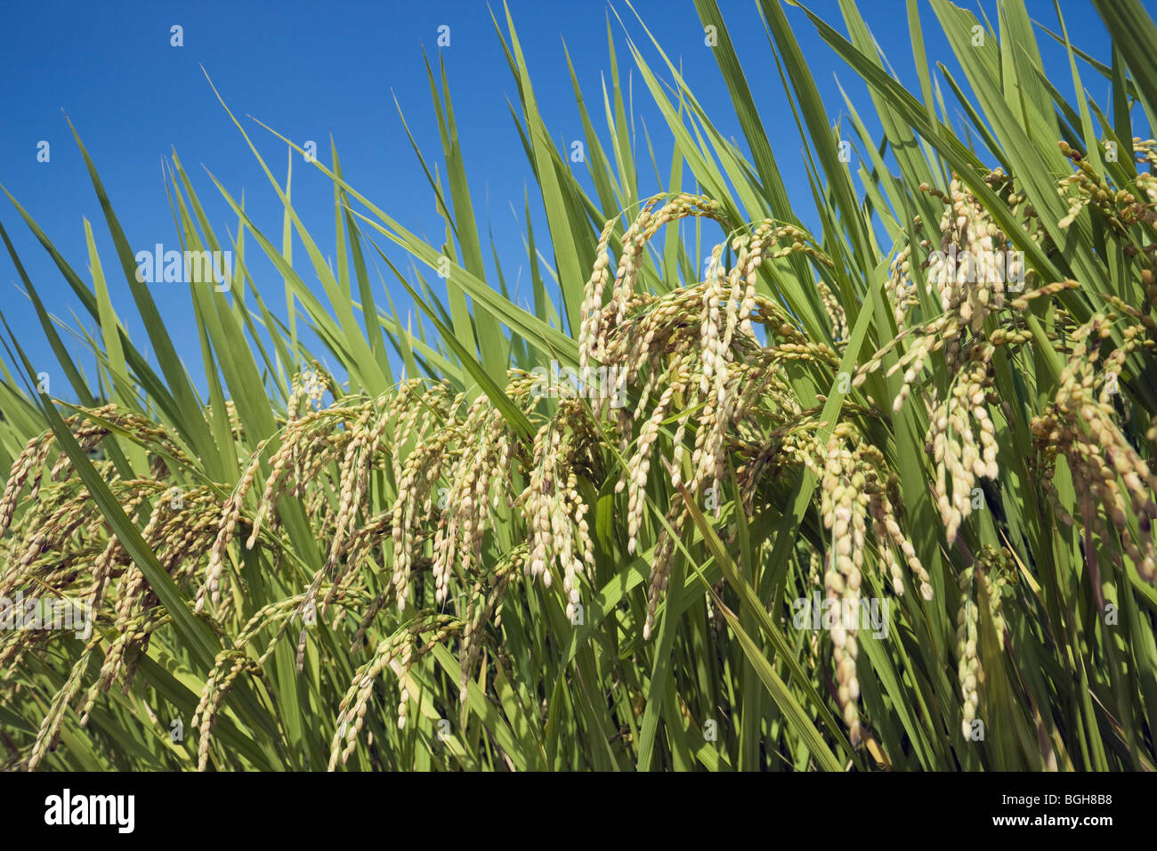 Field of rice and clear blue sky Stock Photo - Alamy