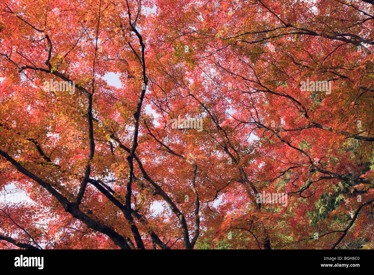 Ukyo ku hi-res stock photography and images - Alamy