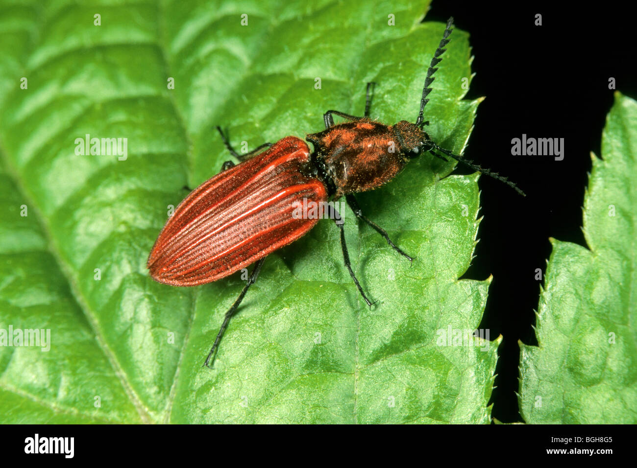 Click Beetle (Anostirus purpureus), female on a leaf. Stock Photo