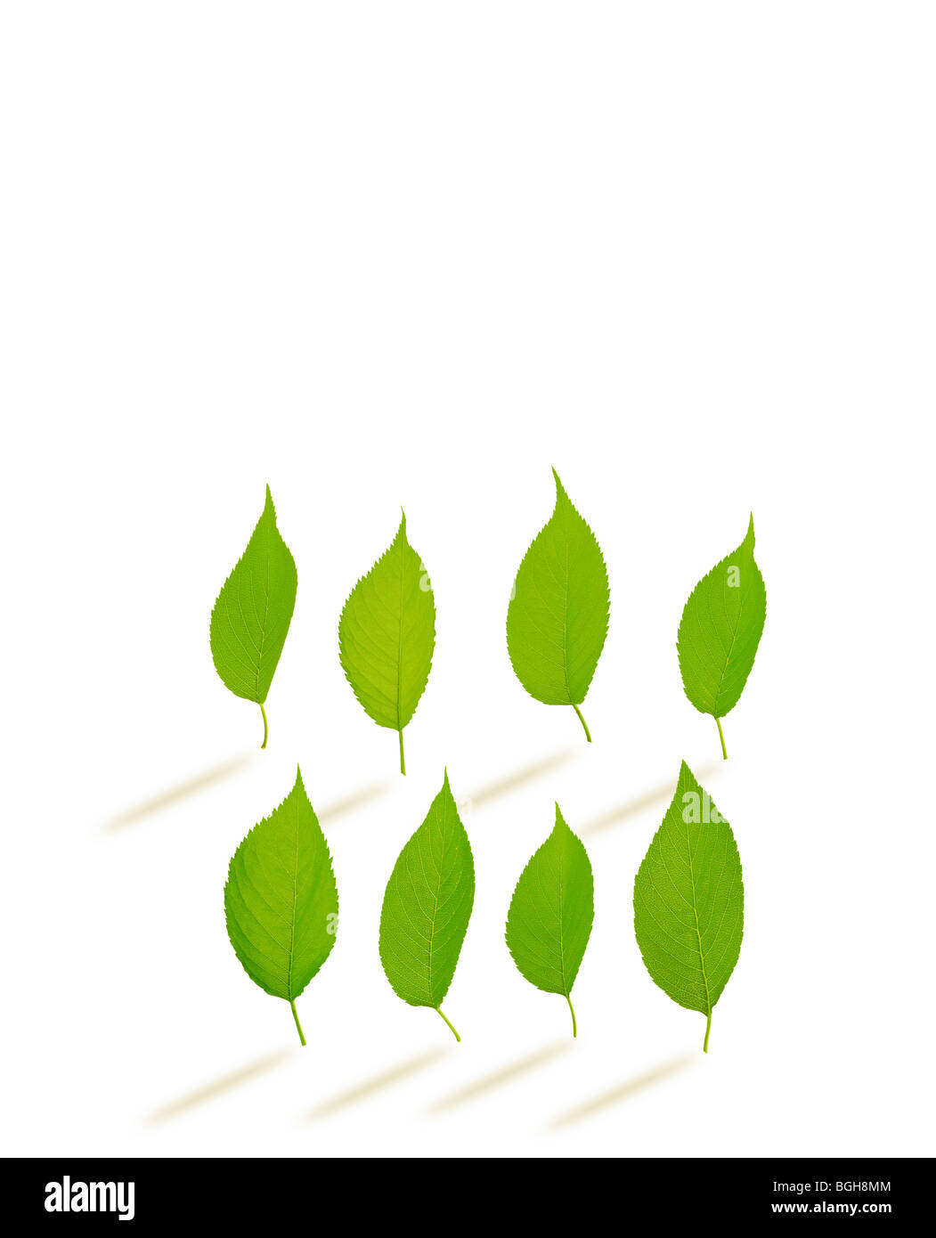 Group of green leaves Stock Photo Alamy