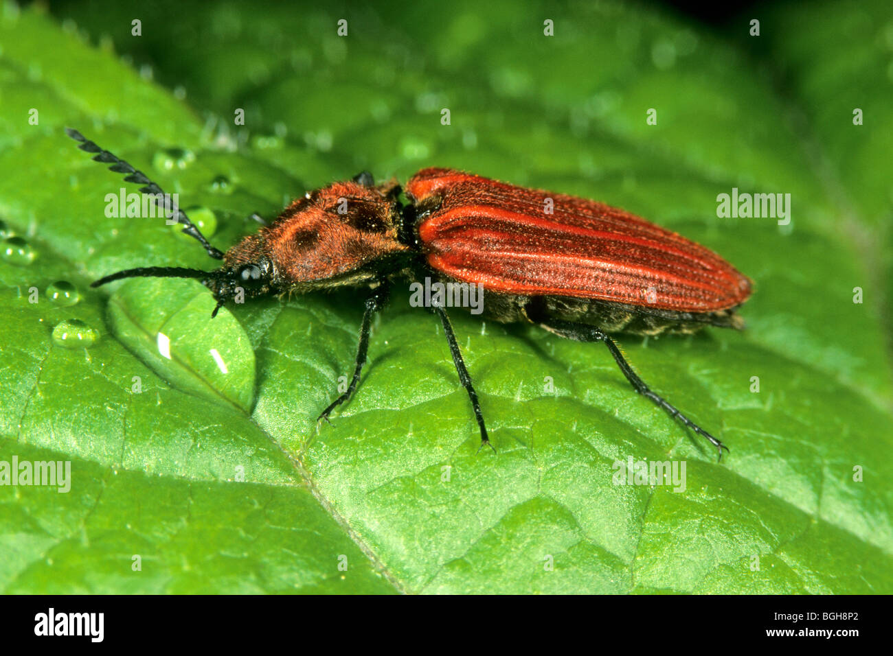 Click Beetle (Anostirus purpureus), drinking dew. Stock Photo