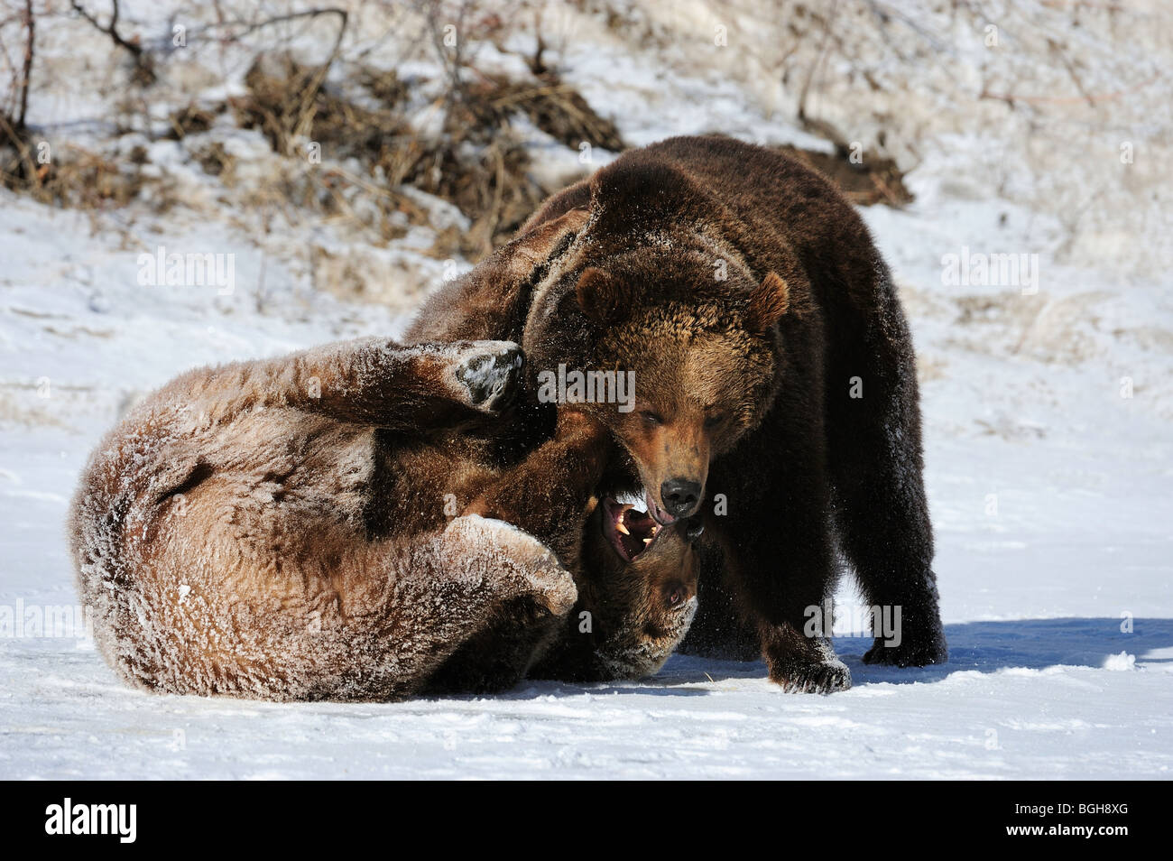 бурый медведь спаривание. бурый медведь спаривание. бурый медведь спаривание. гризли спаривание.