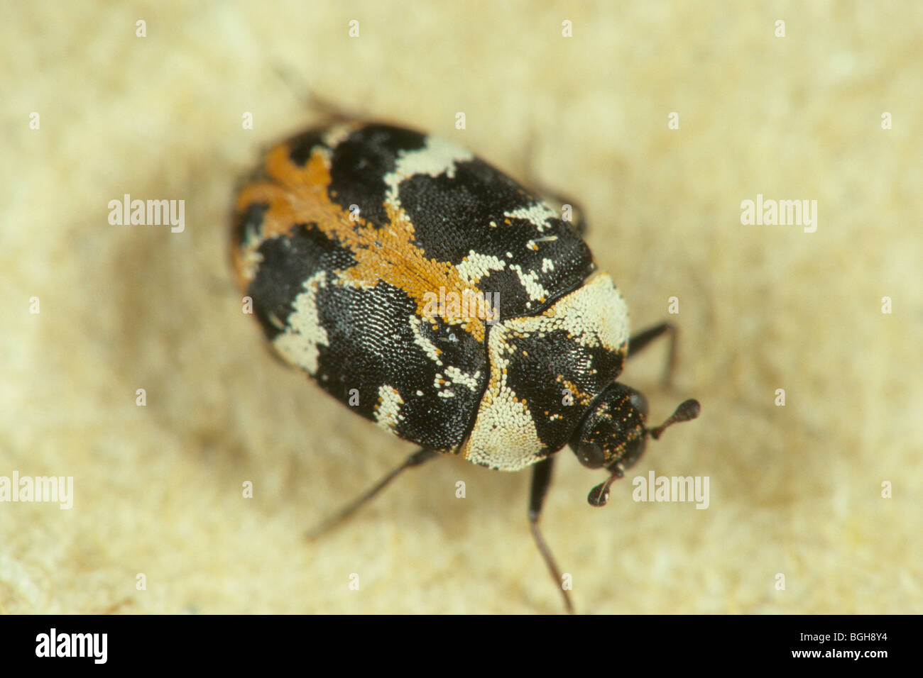 Carpet Beetle (Anthrenus scrophulariae), adult. Stock Photo