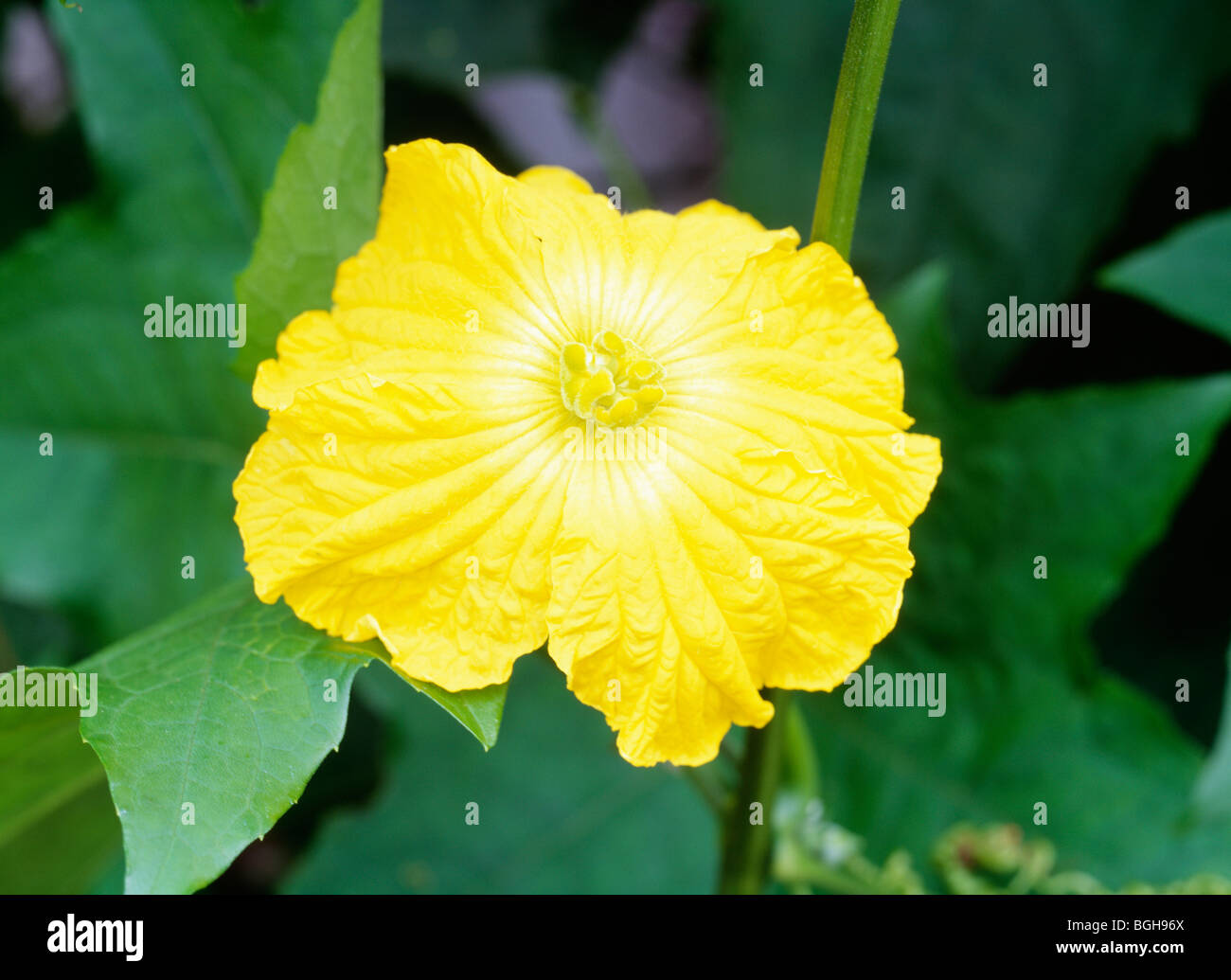 Sponge gourd flowers Stock Photo Alamy