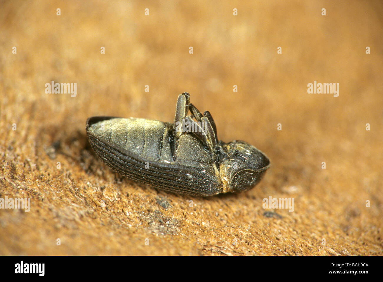 Common Furniture Beetle, Furniture Borer, Woodworm (Hadrobregmus pertinax, Anobium pertinax), playing dead. Stock Photo